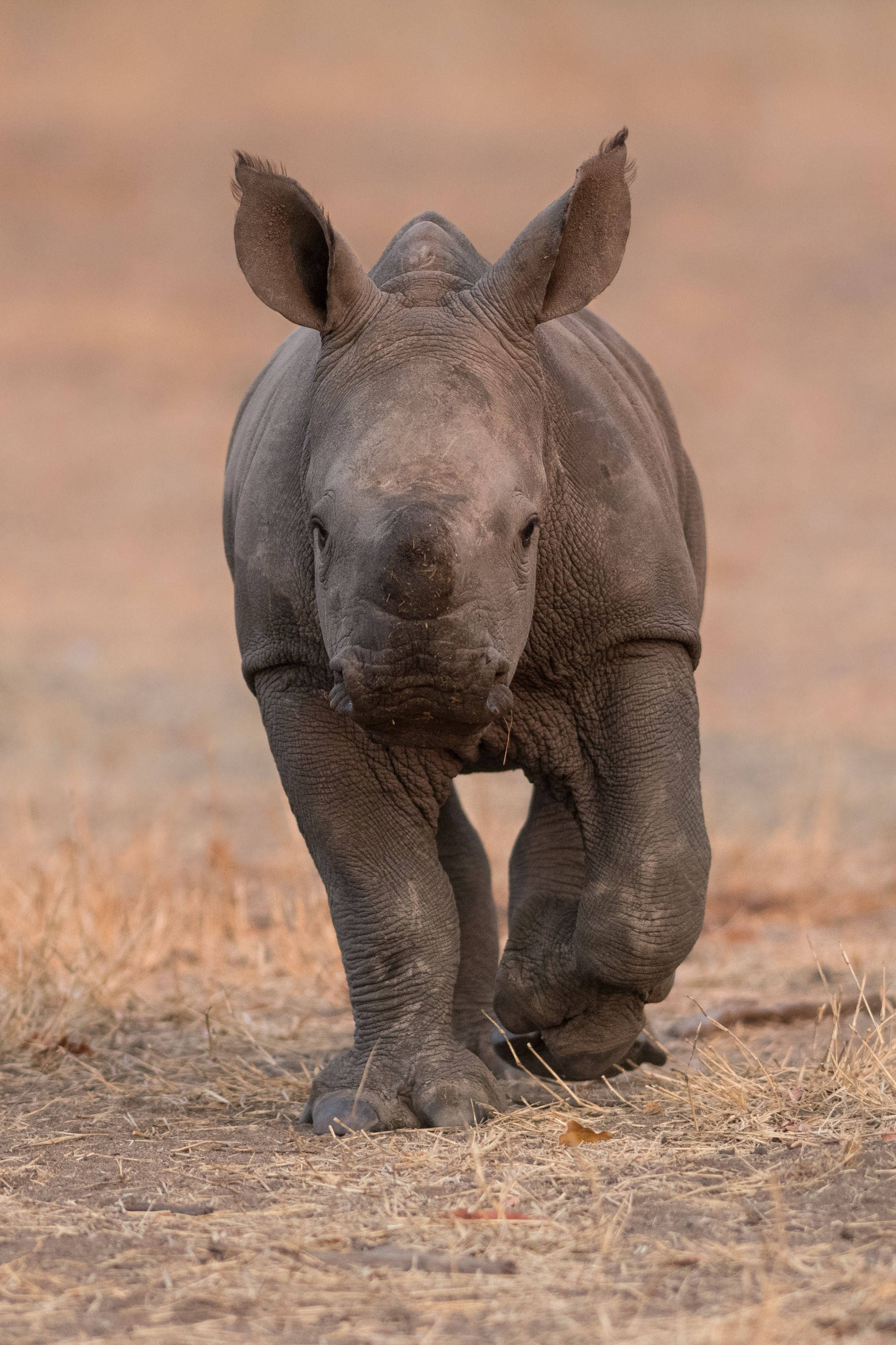 cute baby rhinoceros, young rhinoceros calf, dry grass, 2K Phone Wallpaper