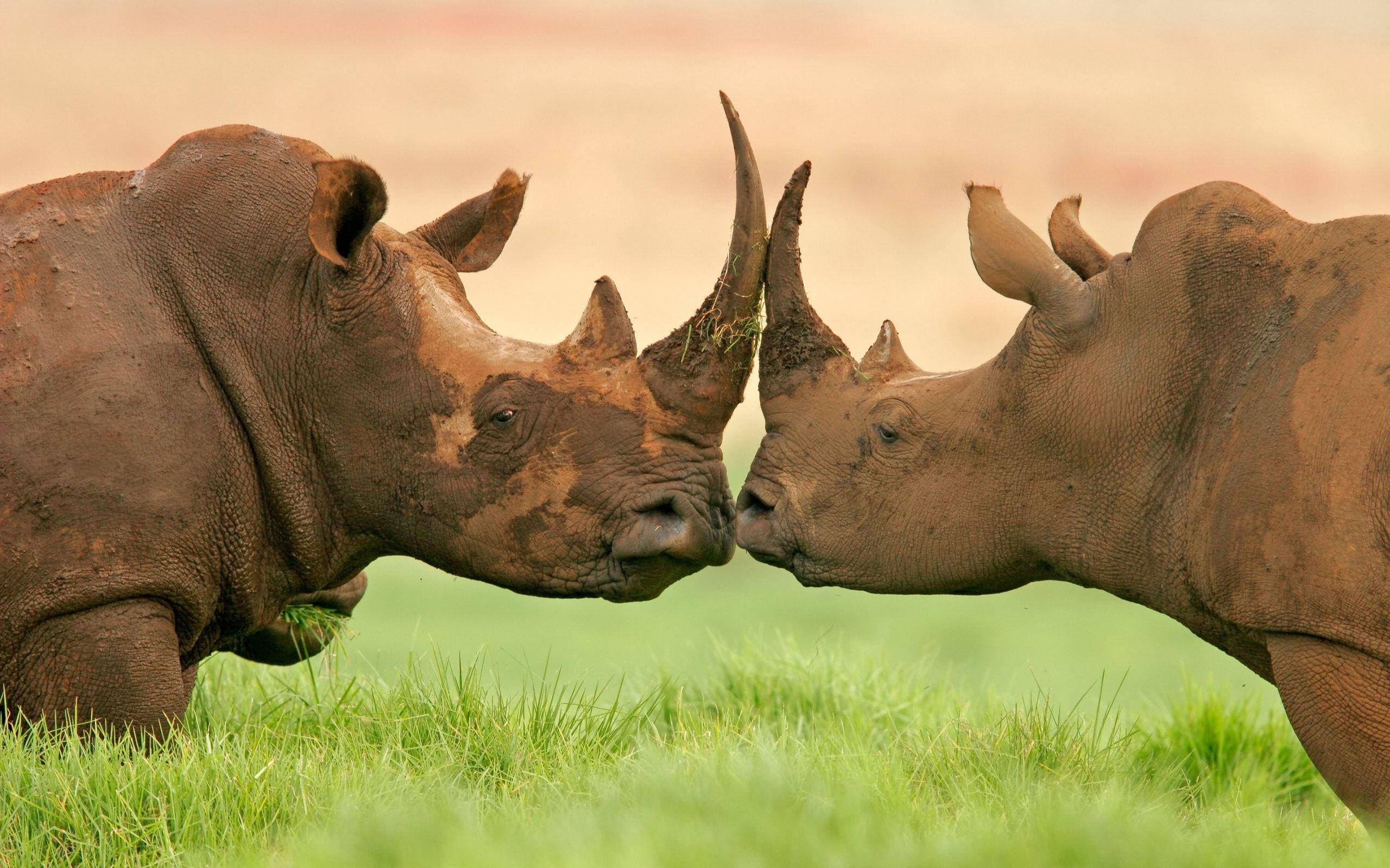 kissing rhinoceros, grassy field, muddy skin, 2K Desktop Wallpaper