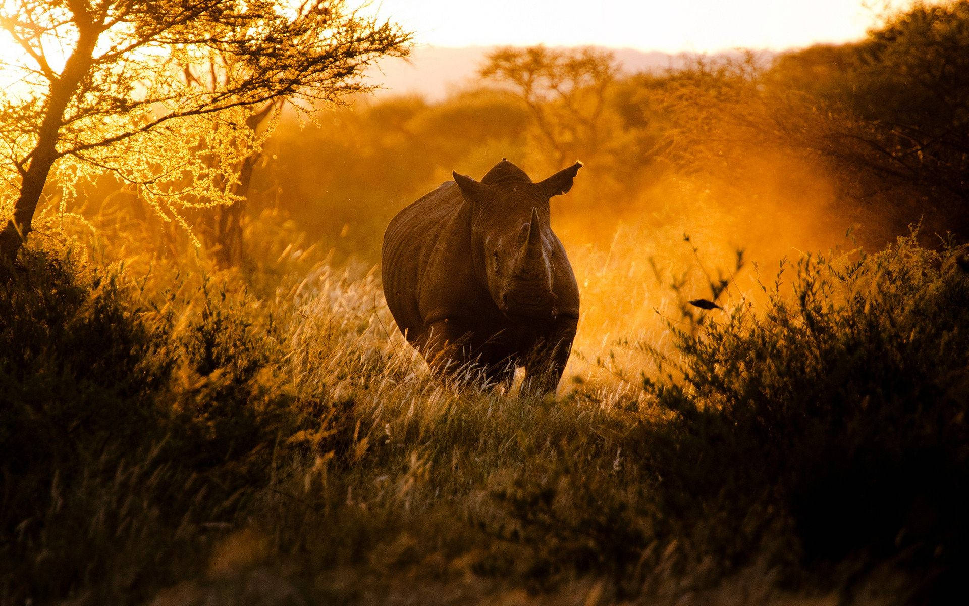 Rhinoceros, golden savanna grass, sunset, Full HD Desktop Wallpaper