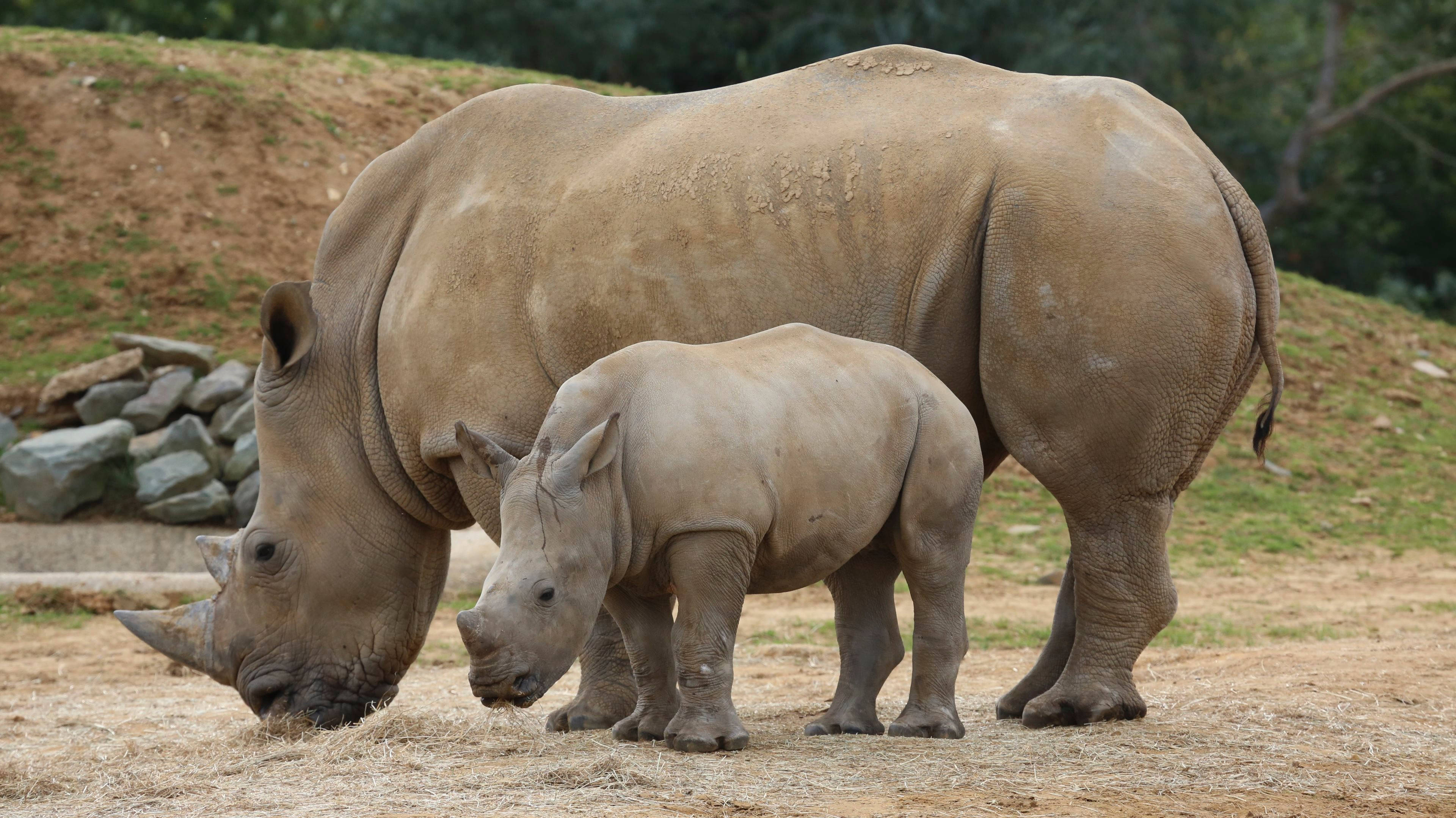 rhinoceros, adult rhino, rhino calf, 4K Desktop Wallpaper