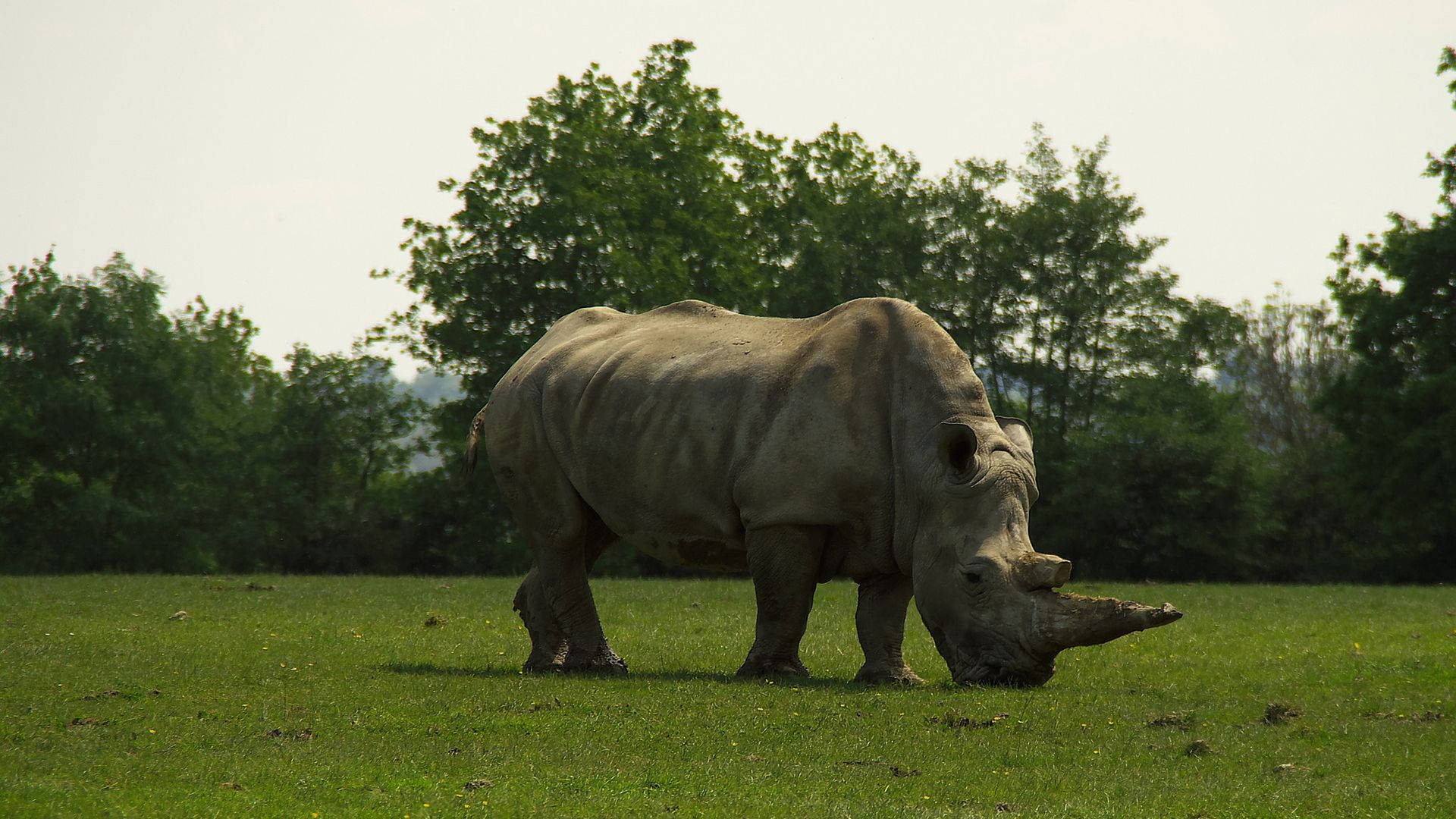 Rhinoceros, gray, lush green grass, Full HD Desktop Wallpaper