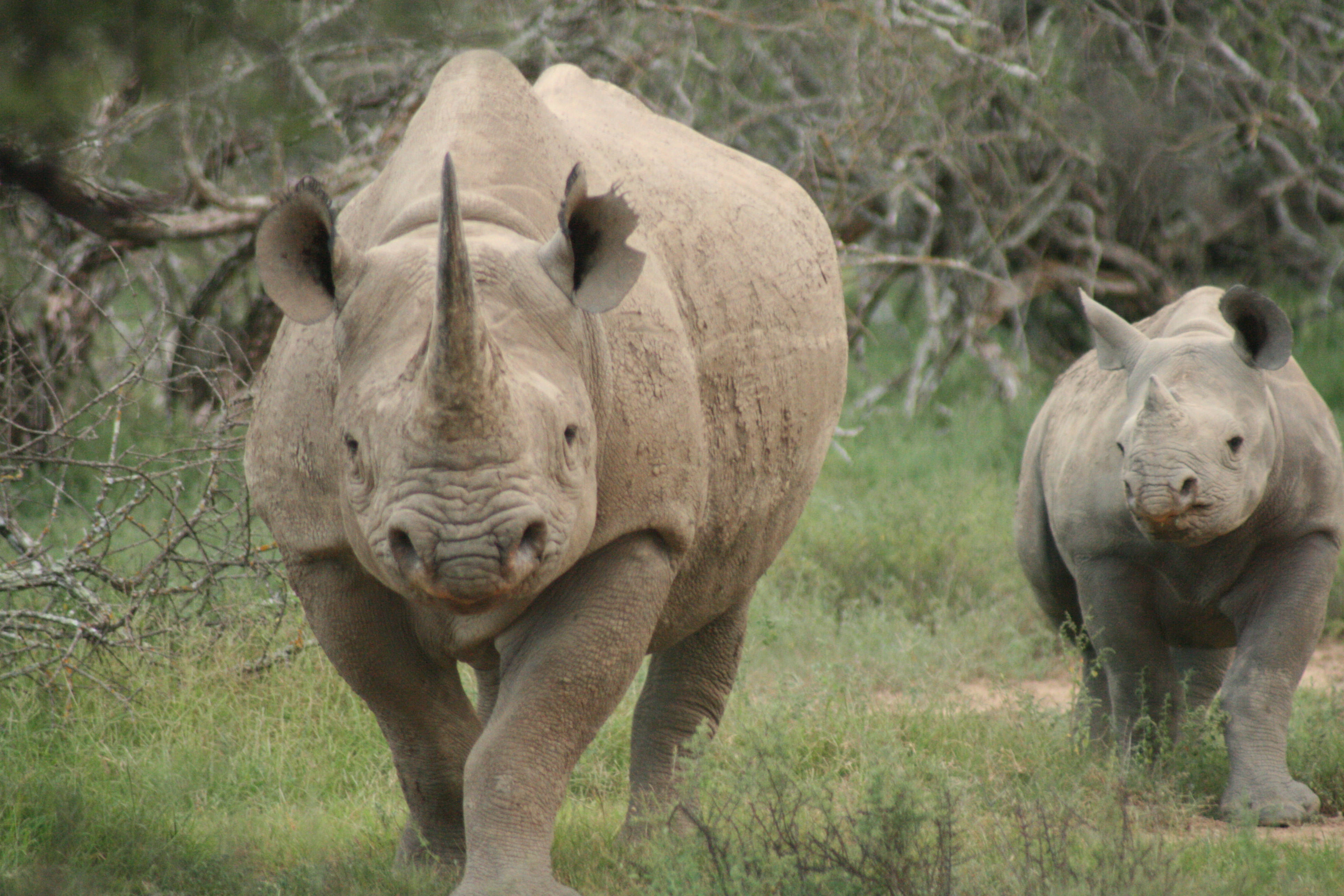 chalky gray rhinoceros, adult rhino, smaller calf, 4K Desktop Wallpaper