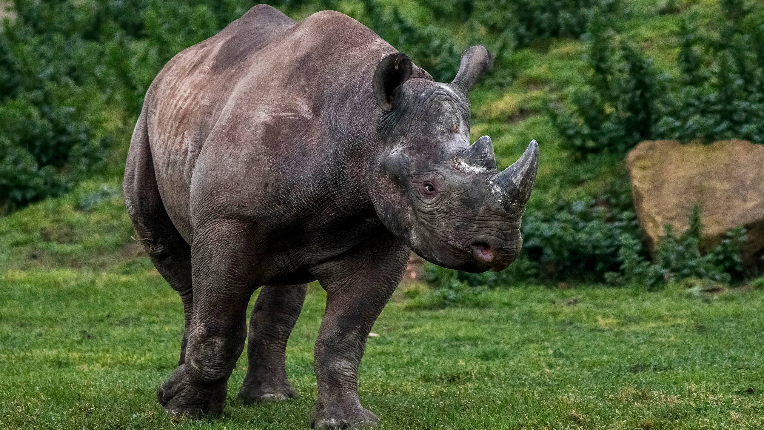 black rhinoceros, lush green grass, dense foliage, 2K Desktop Wallpaper