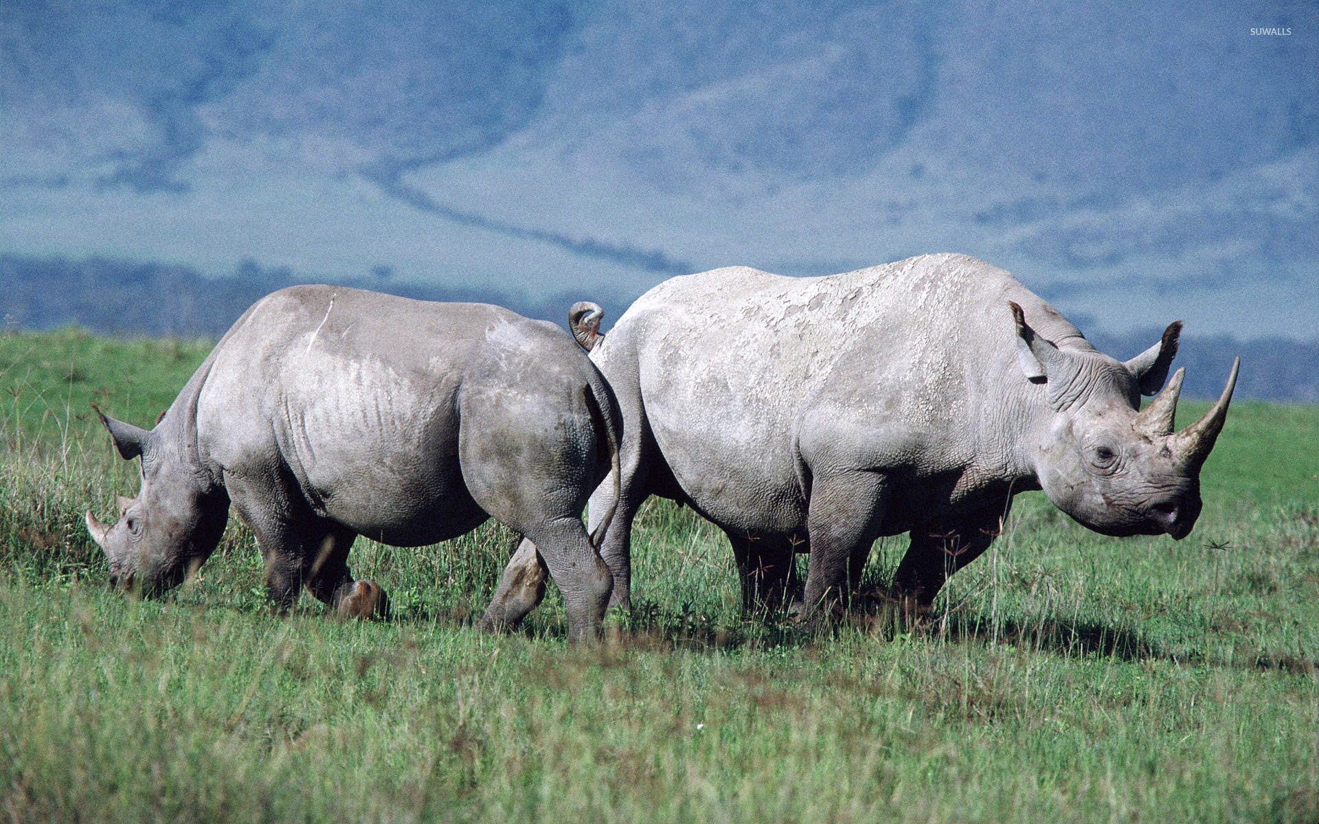 Two Walking Rhinoceros, rhinos, savanna, Full HD Desktop Wallpaper
