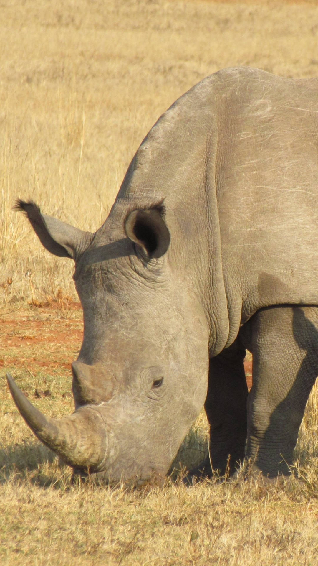 Rhinoceros, dry grassland, bright sunlight, Full HD Phone Wallpaper