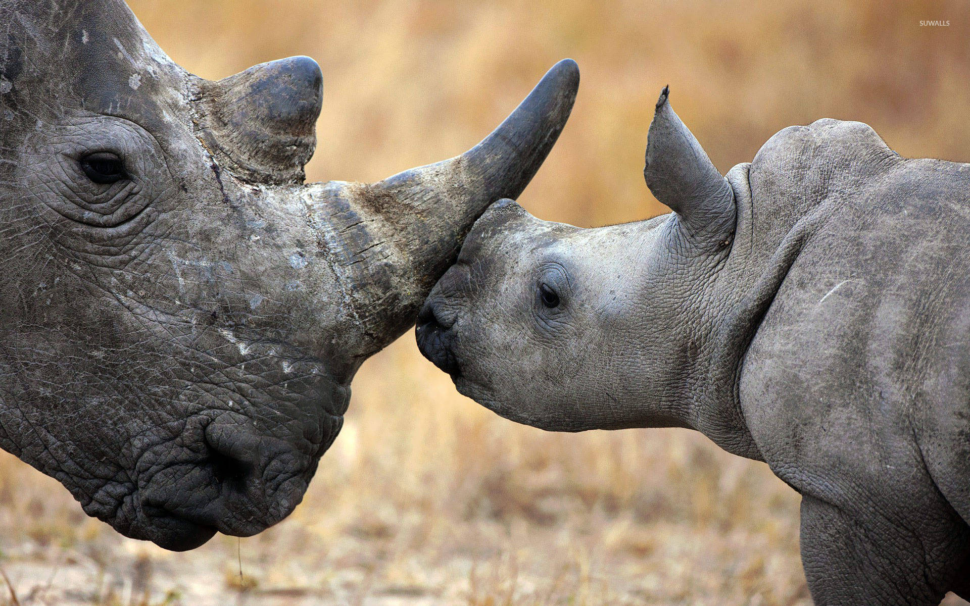 mother rhinoceros, baby rhinoceros, dry grassy savanna, Full HD Desktop Wallpaper