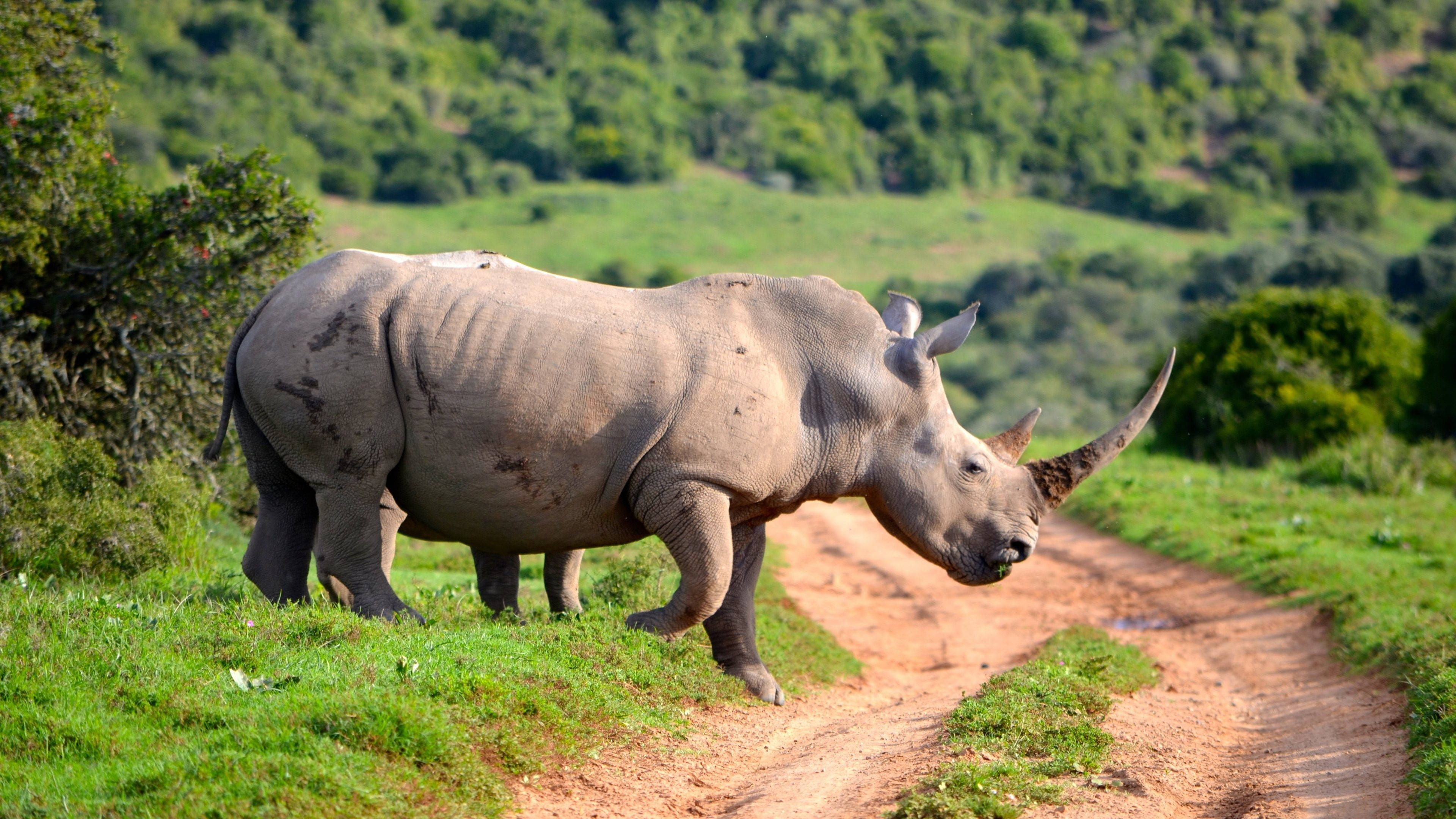 rhinoceros, dirt path, lush green grass, 4K Desktop Wallpaper