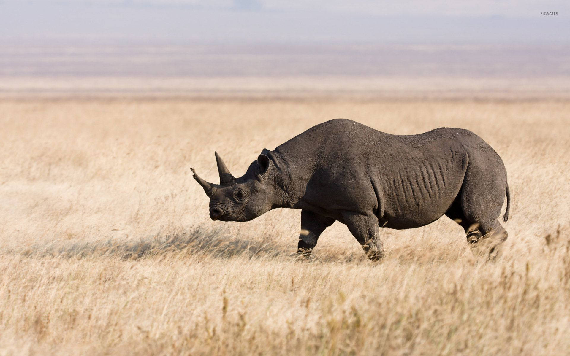 black rhinoceros, golden grasslands, hazy sky, Full HD Desktop Wallpaper