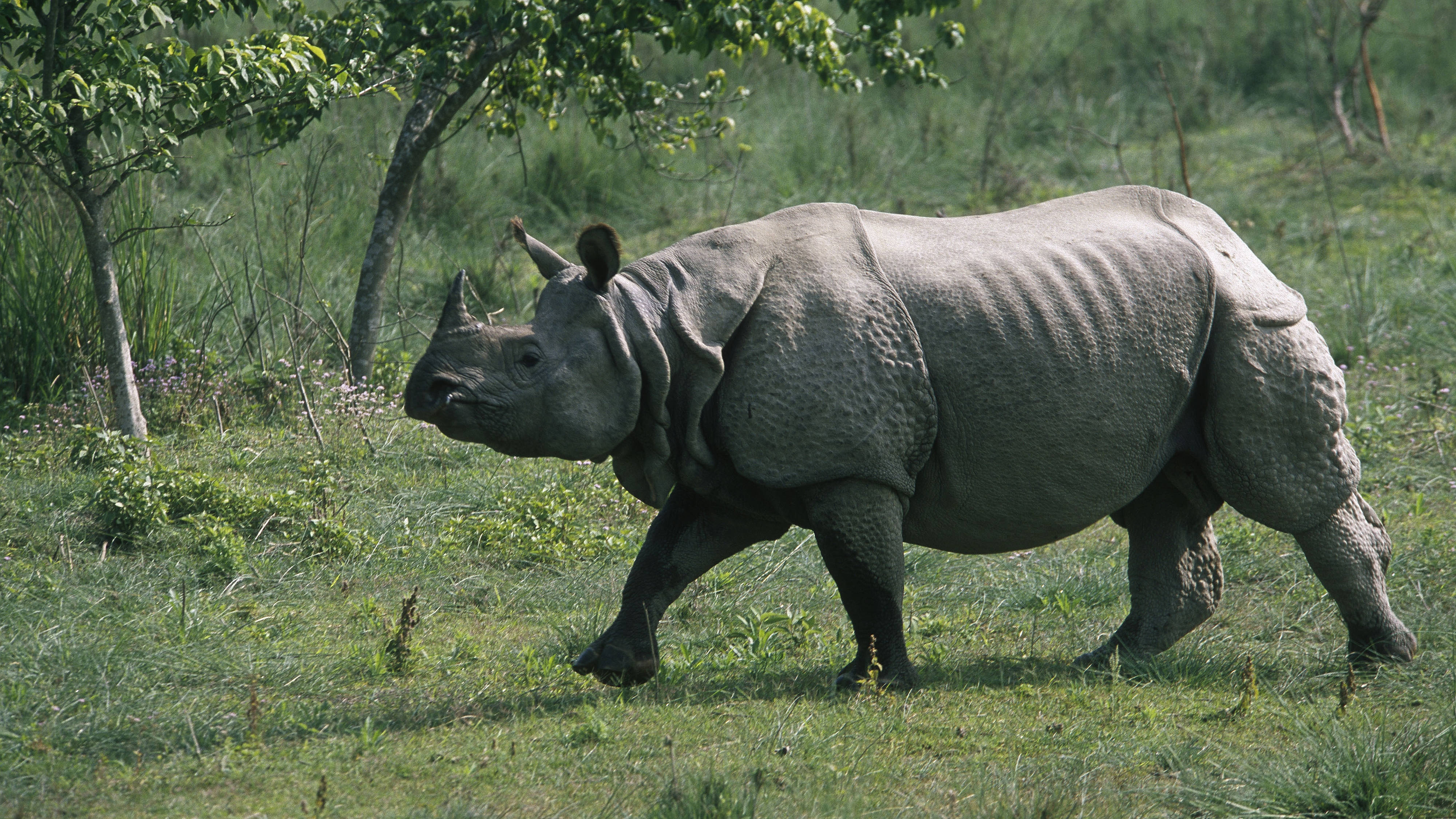 bulky rhinoceros, grey rhinoceros, sunlit grassy field, 4K Desktop Wallpaper