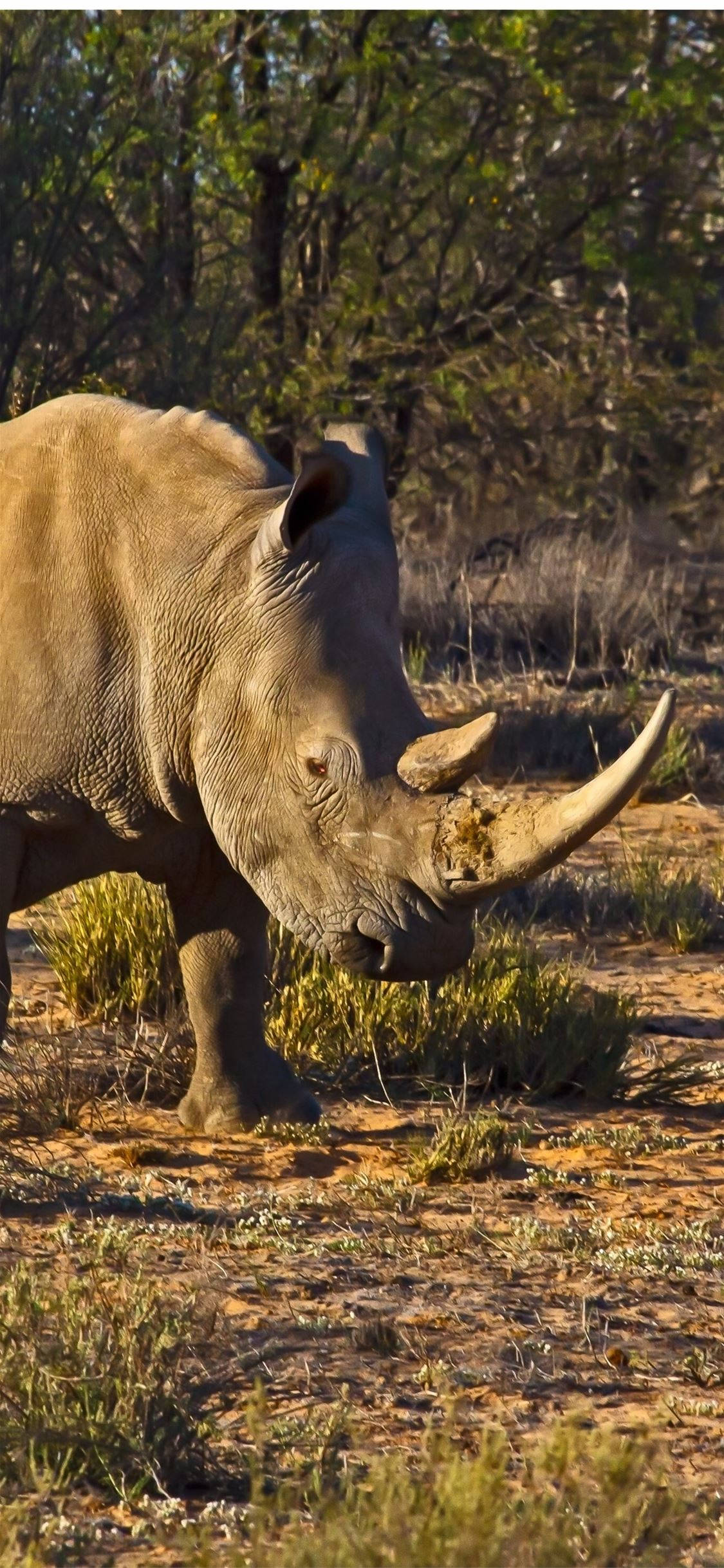 rhinoceros, damaged horns, thick skin, Full HD Phone Wallpaper