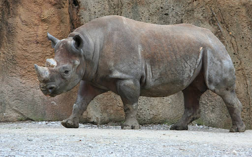 walking rhinoceros, gray rhinoceros, gravel, SD Desktop Wallpaper