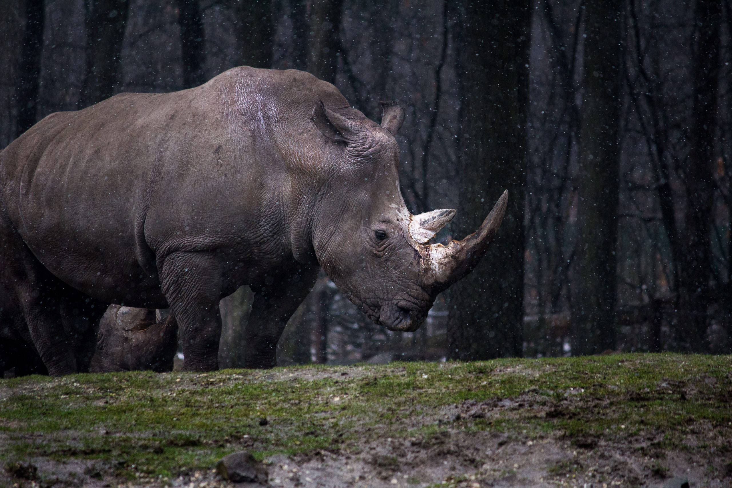 Rhinoceros, gray, broken horn, 2K Desktop Wallpaper