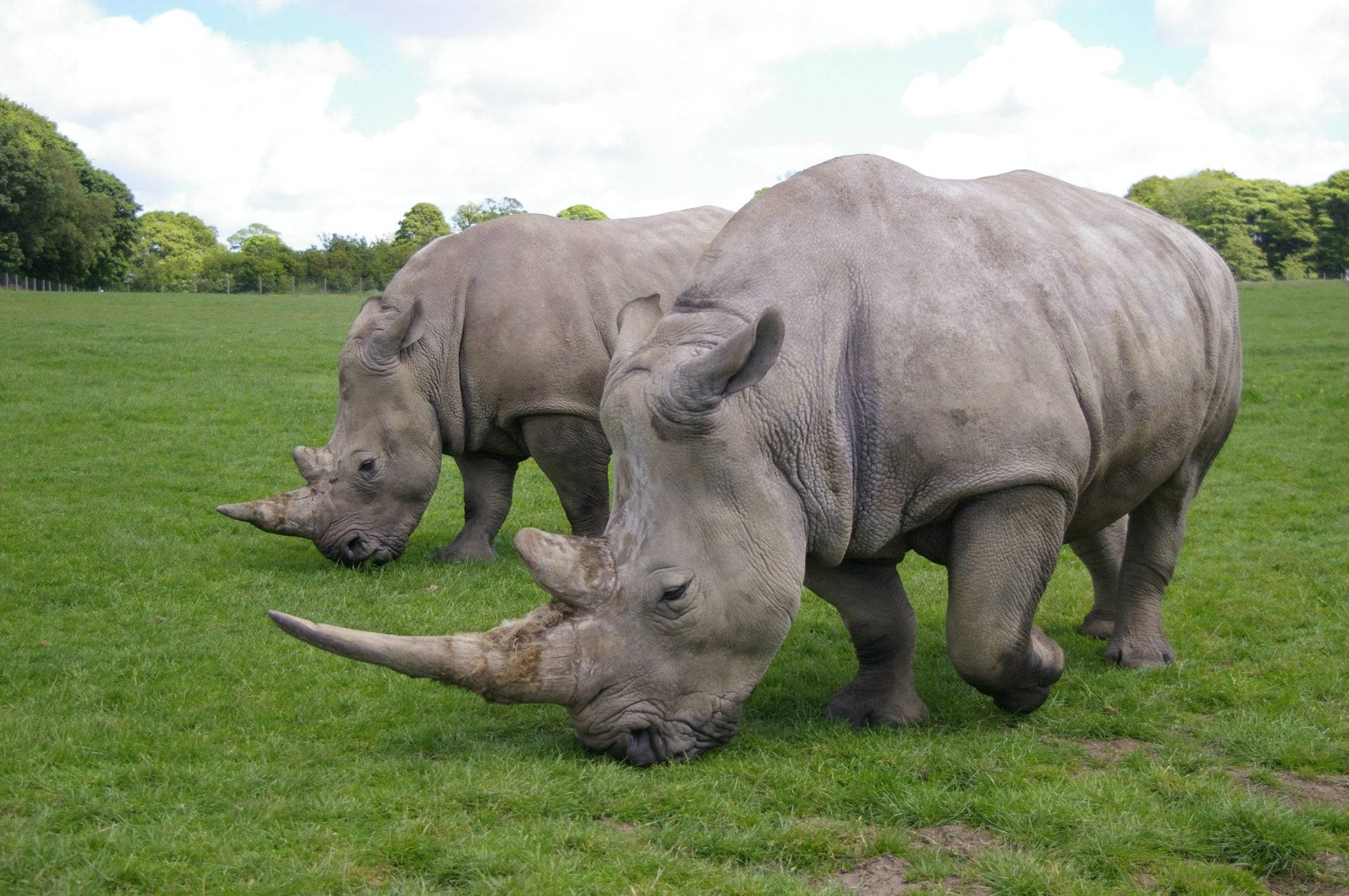 Rhinoceros, grey rhinos, lush green field, Full HD Desktop Wallpaper