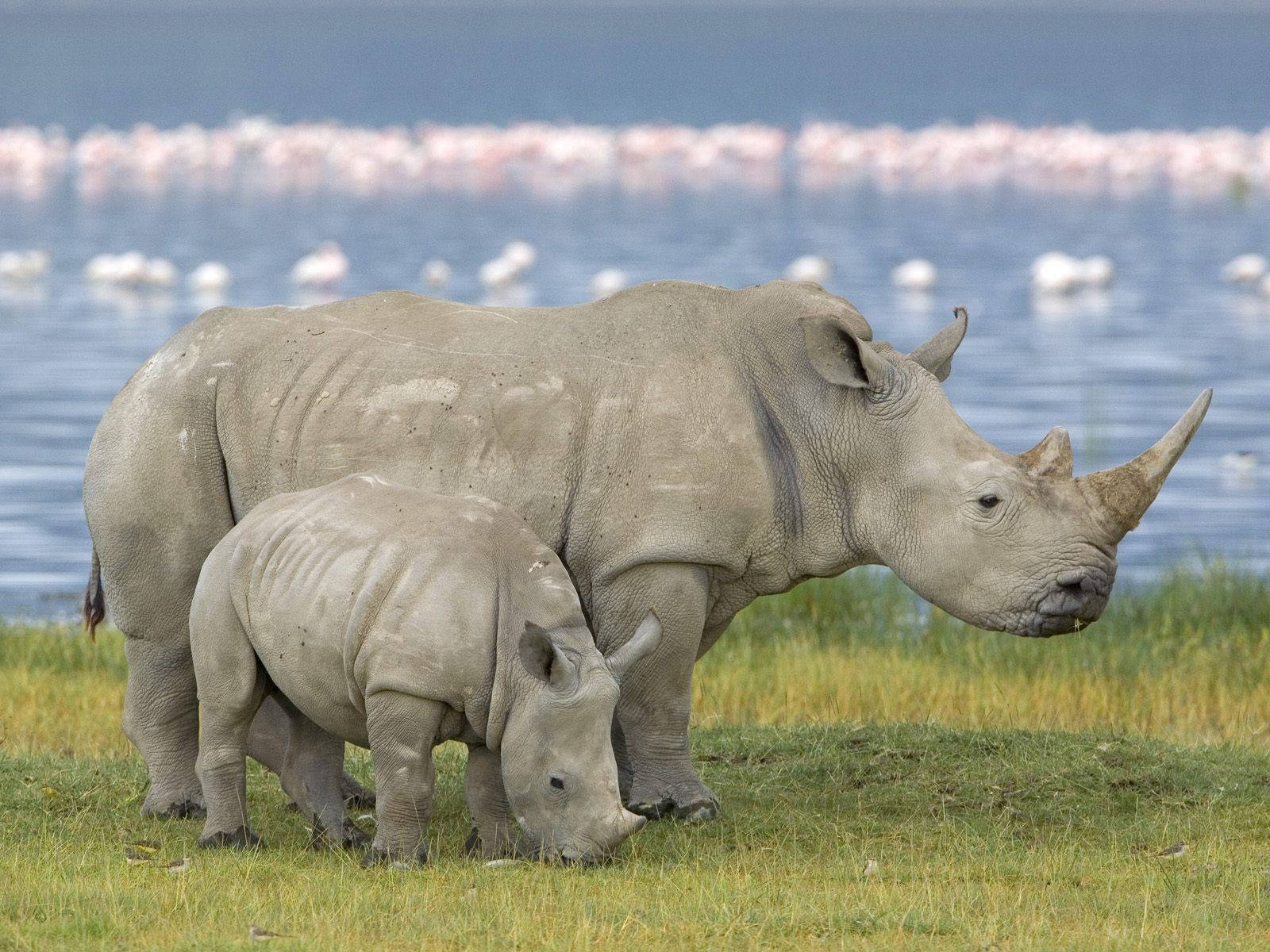 mother rhino, calf, savannah, HD Desktop Wallpaper