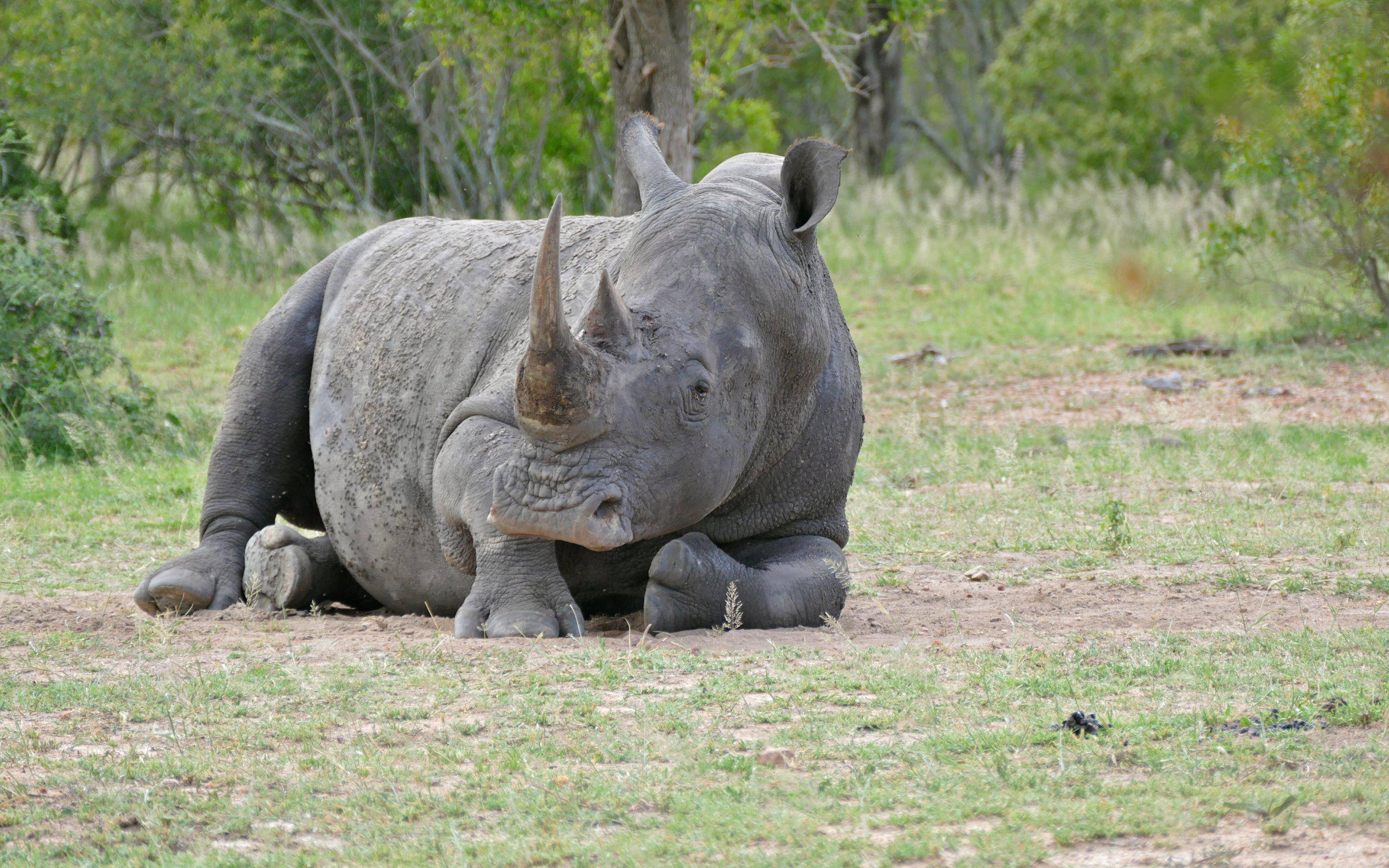 rhinoceros, gray, grassy earth, 2K Desktop Wallpaper
