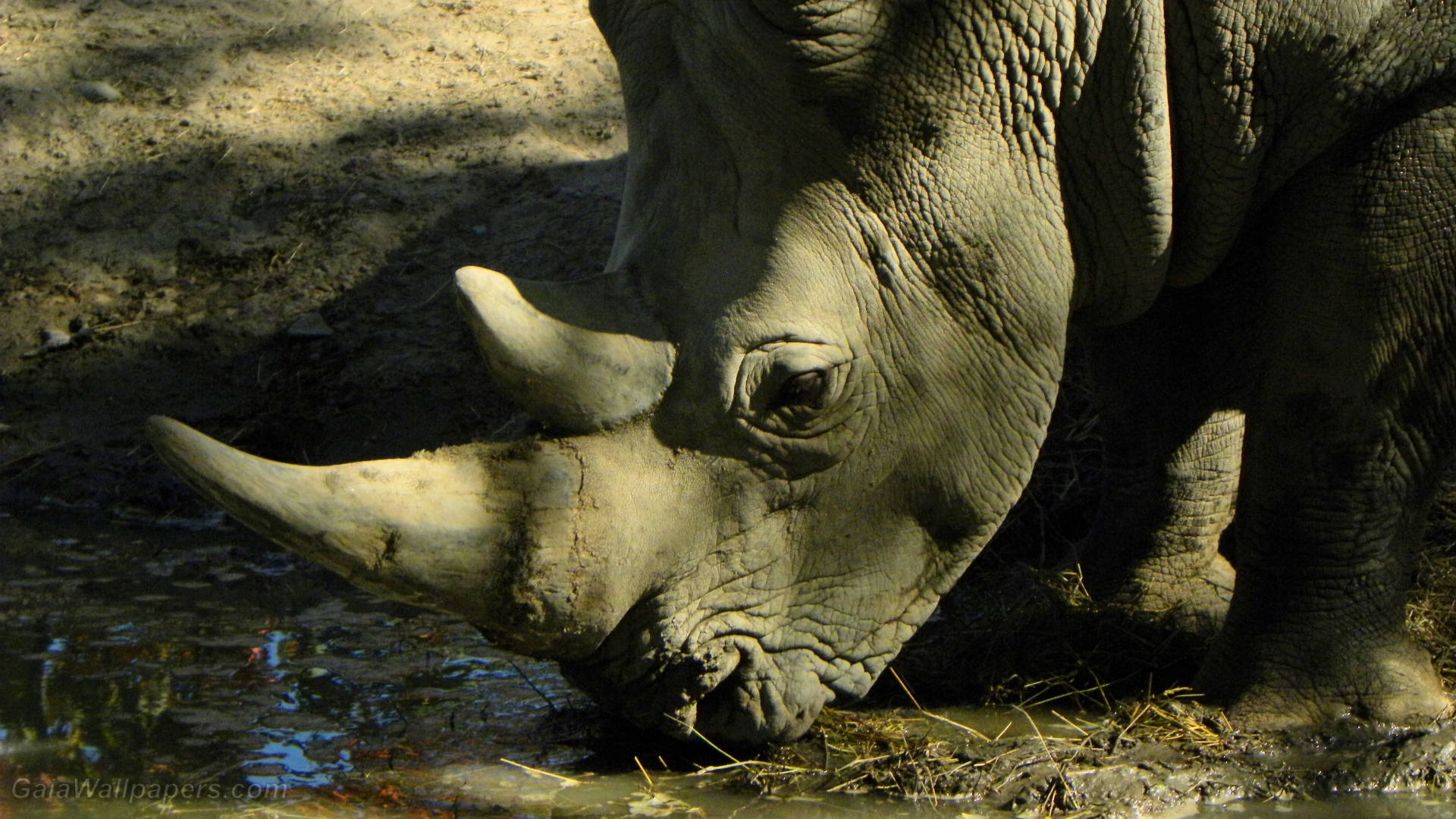 rhinoceros, muddy waterhole, dappled sunlight, Full HD Desktop Wallpaper