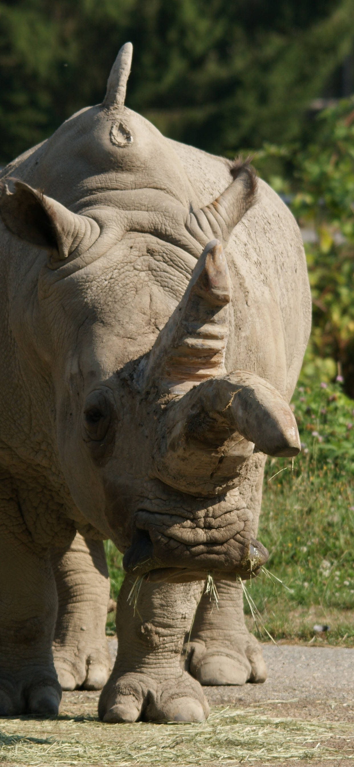 rhinoceros, thick wrinkled skin, prominent horn, 2K Phone Wallpaper