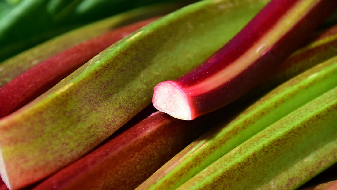 Rhubarb