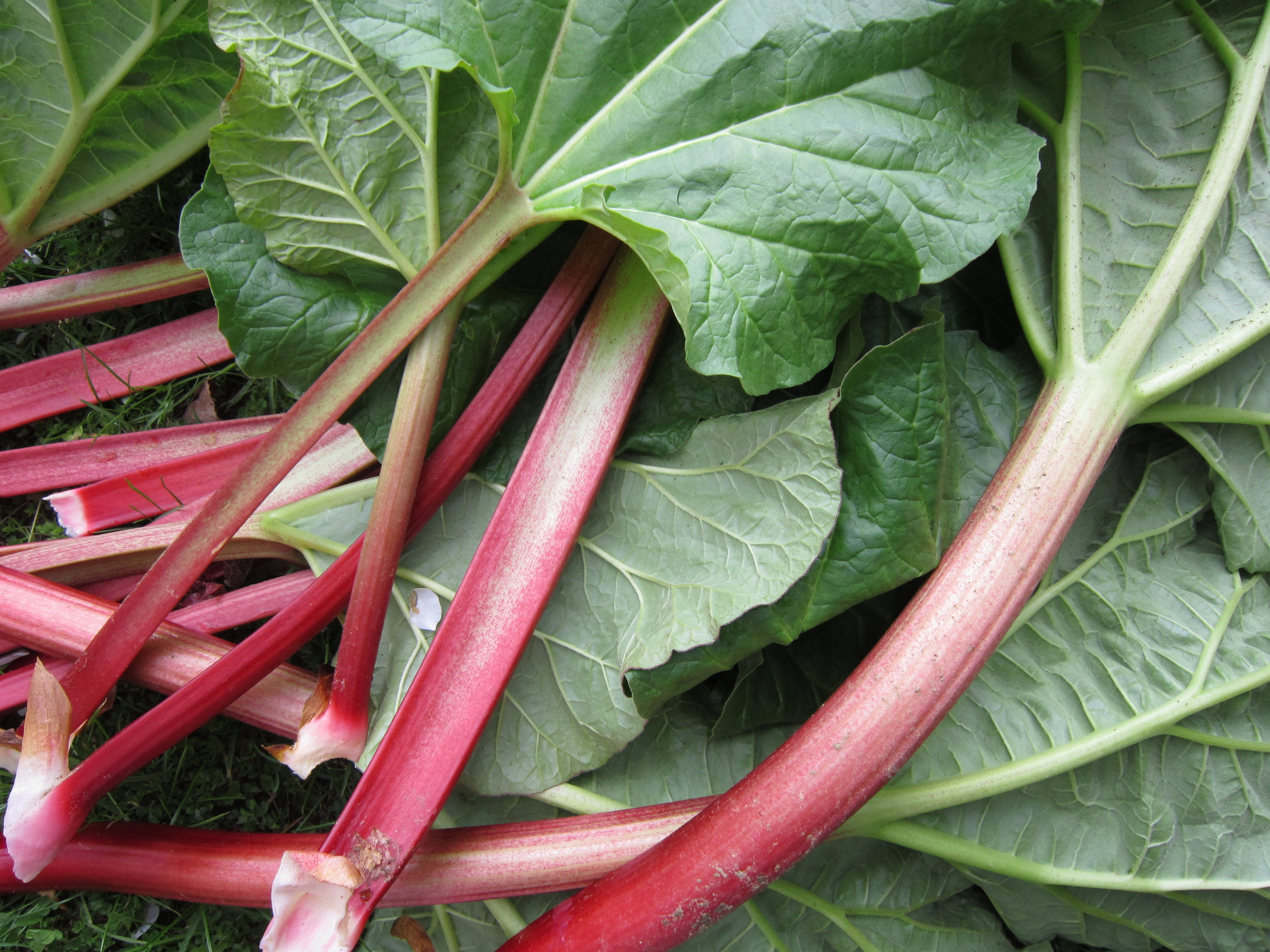 rhubarb, vibrant red stems, large green leaves, 4K Desktop Wallpaper