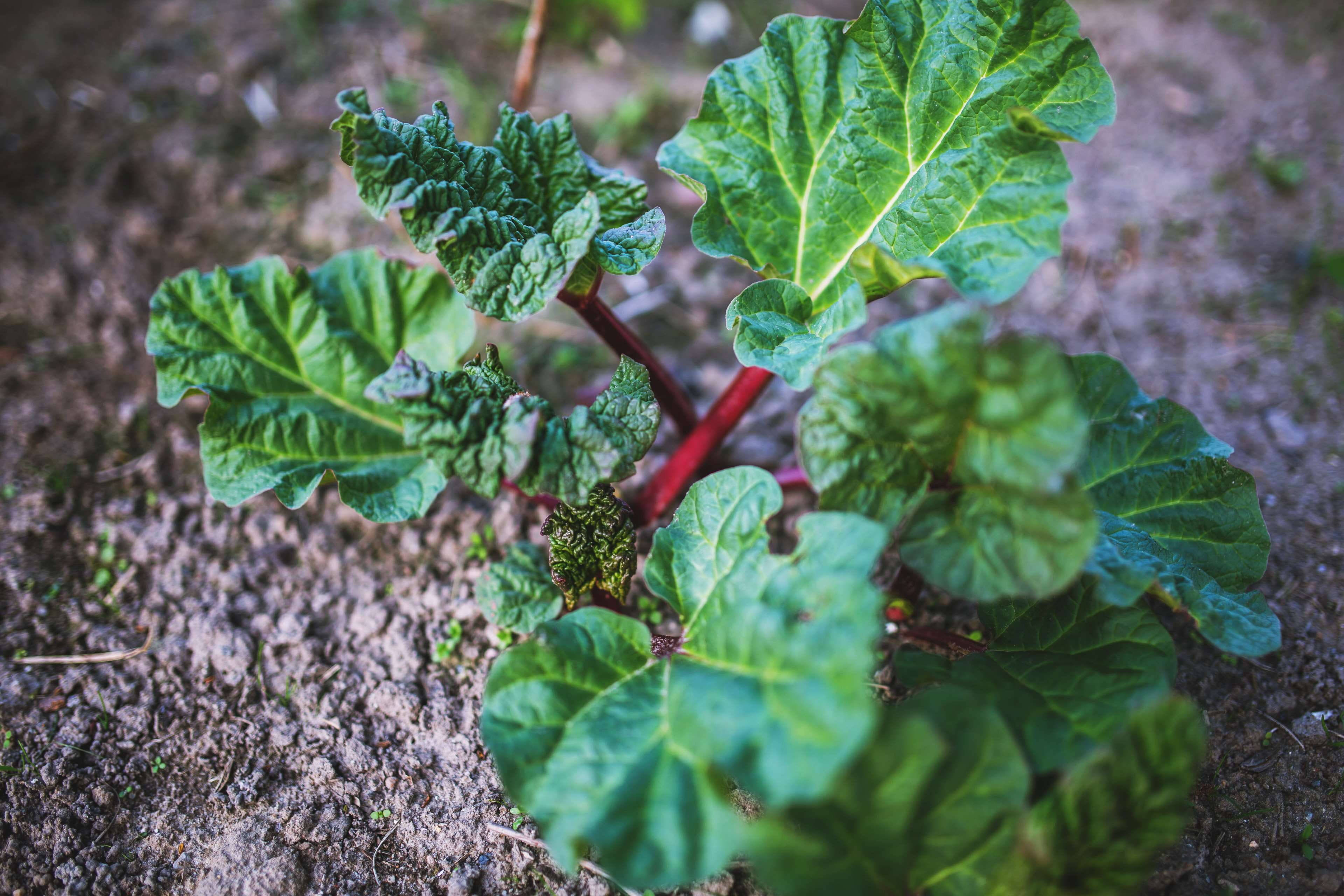 growing garden rhubarb, vibrant green rhubarb plant, red stems, 4K Desktop Wallpaper