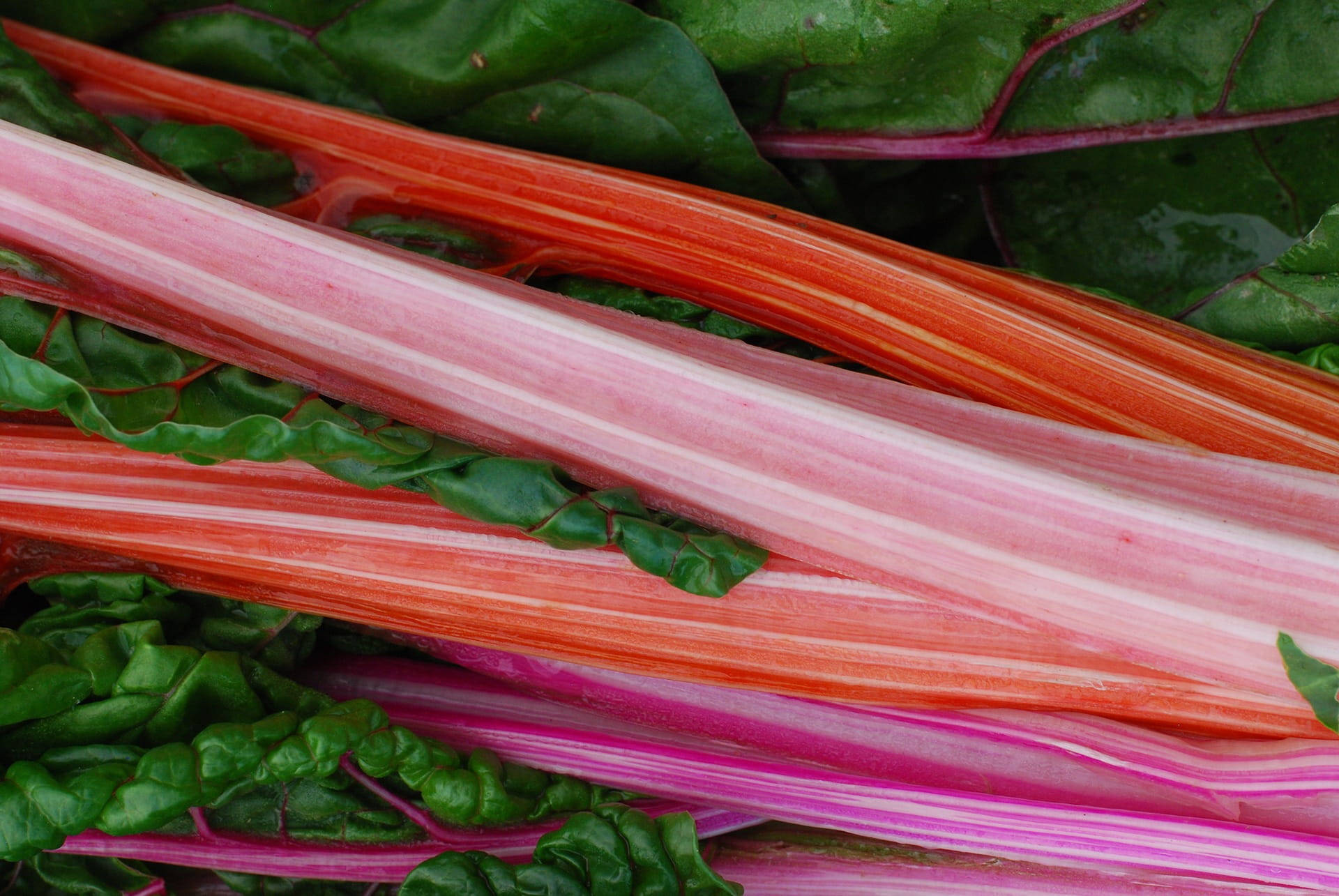 garden rhubarb, pink and red rhubarb stalks, deep green leaves, Full HD Desktop Wallpaper