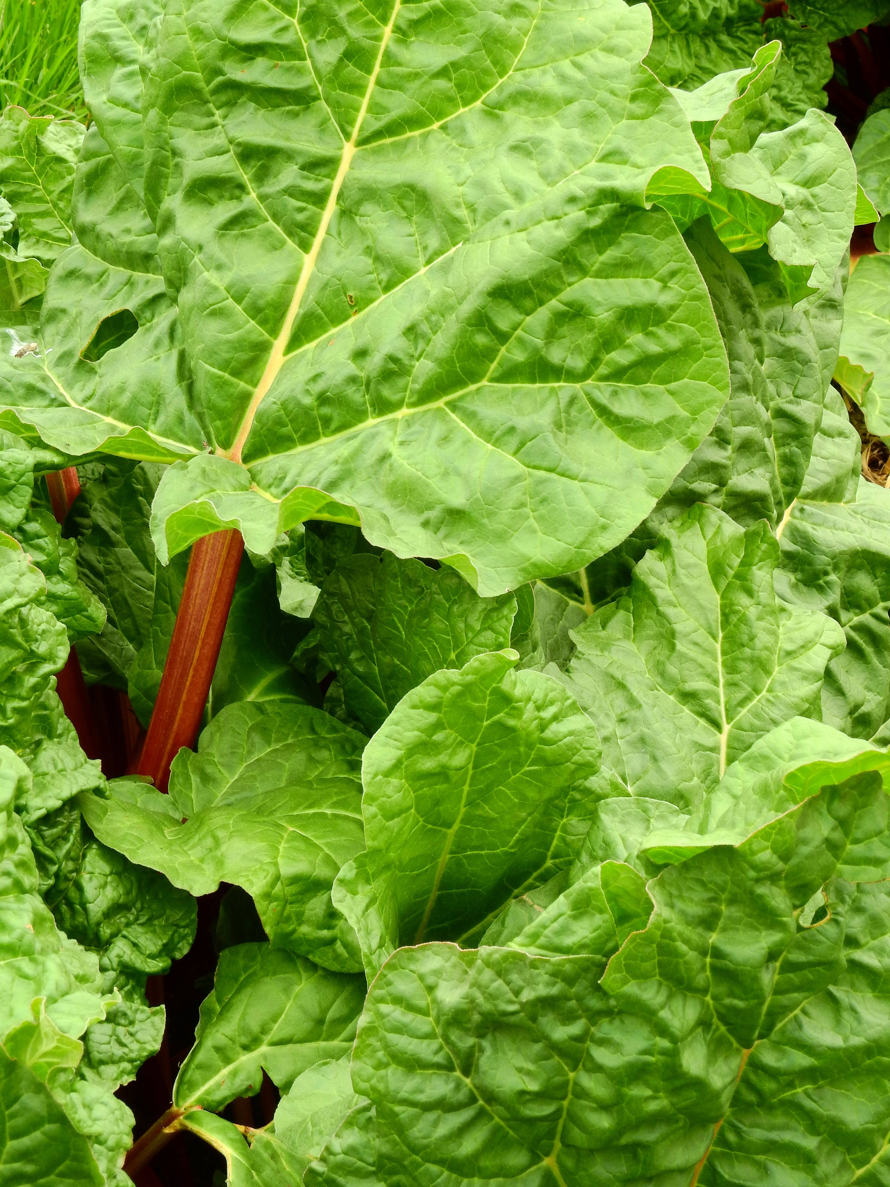 rhubarb, green garden rhubarb, vibrant green, 4K Phone Wallpaper