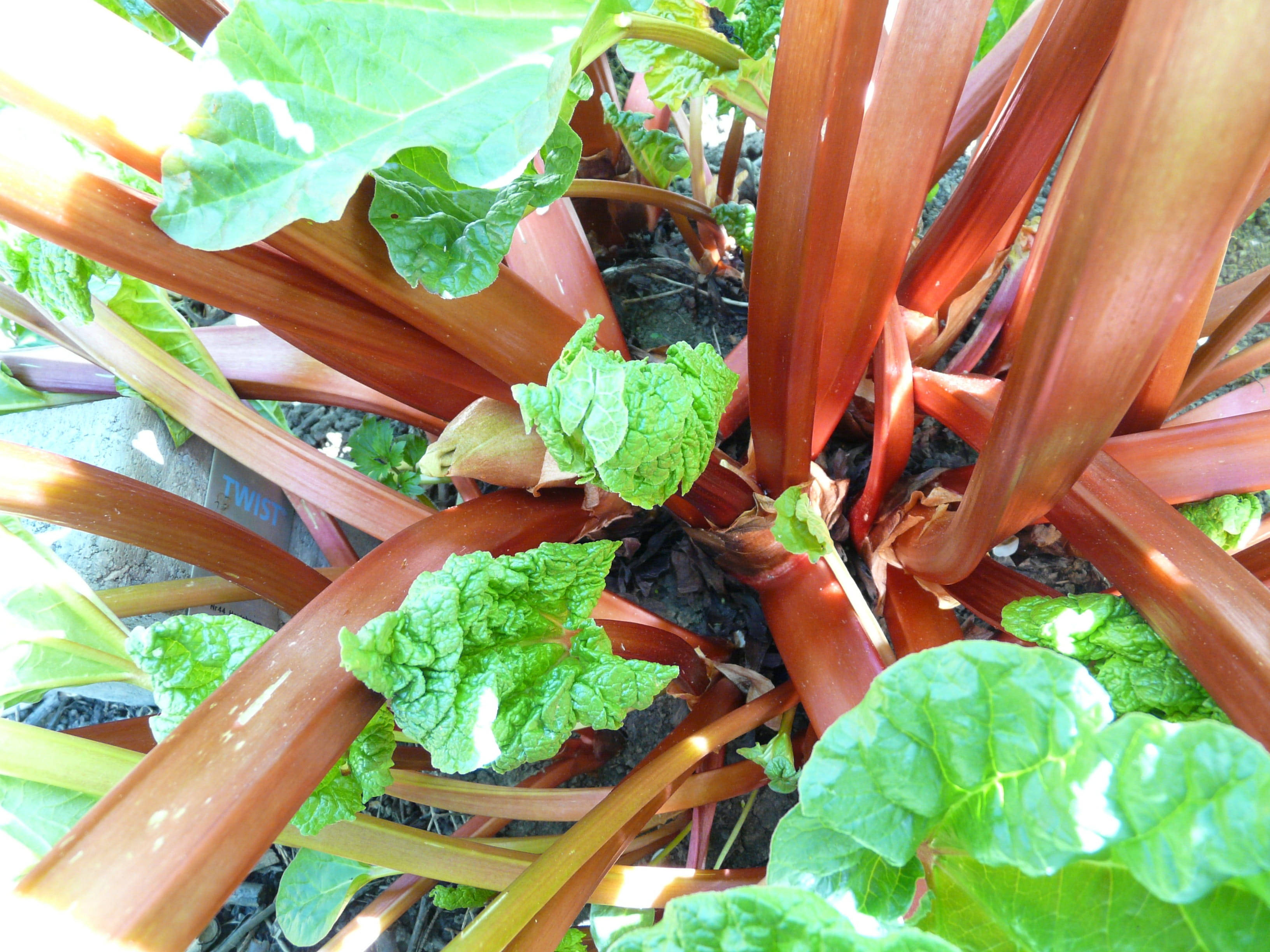 crimson red rhubarb crown vegetable, vibrant green rhubarb leaves, thick reddish stalks, 2K Desktop Wallpaper