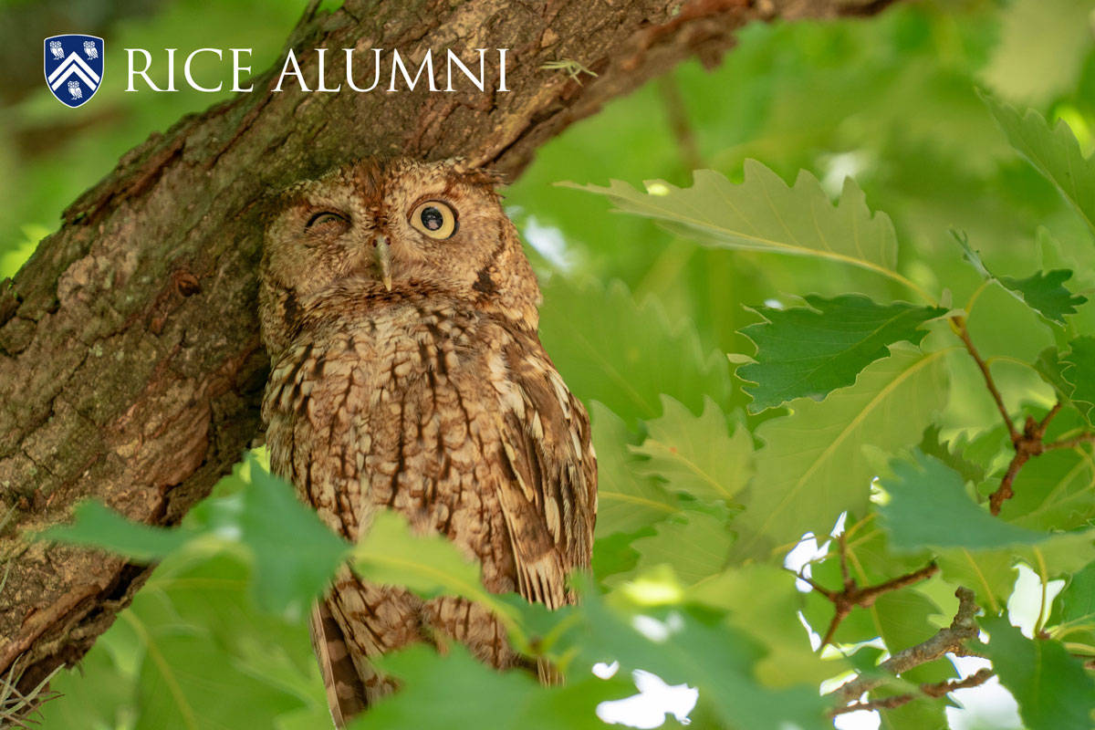 Rice University, owl, brown, SD Desktop Wallpaper