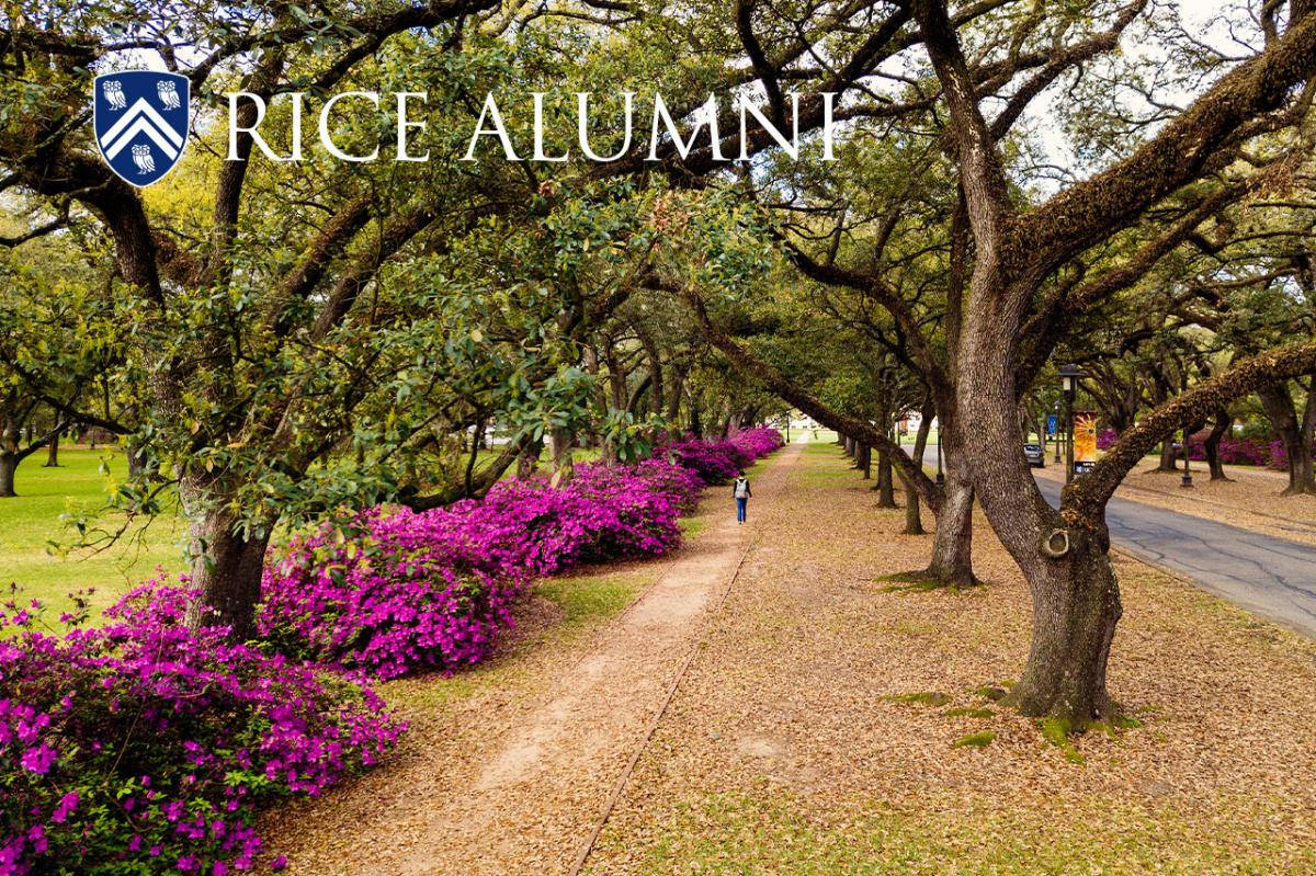 Rice University, gravel path, vibrant purple azaleas, SD Desktop Wallpaper