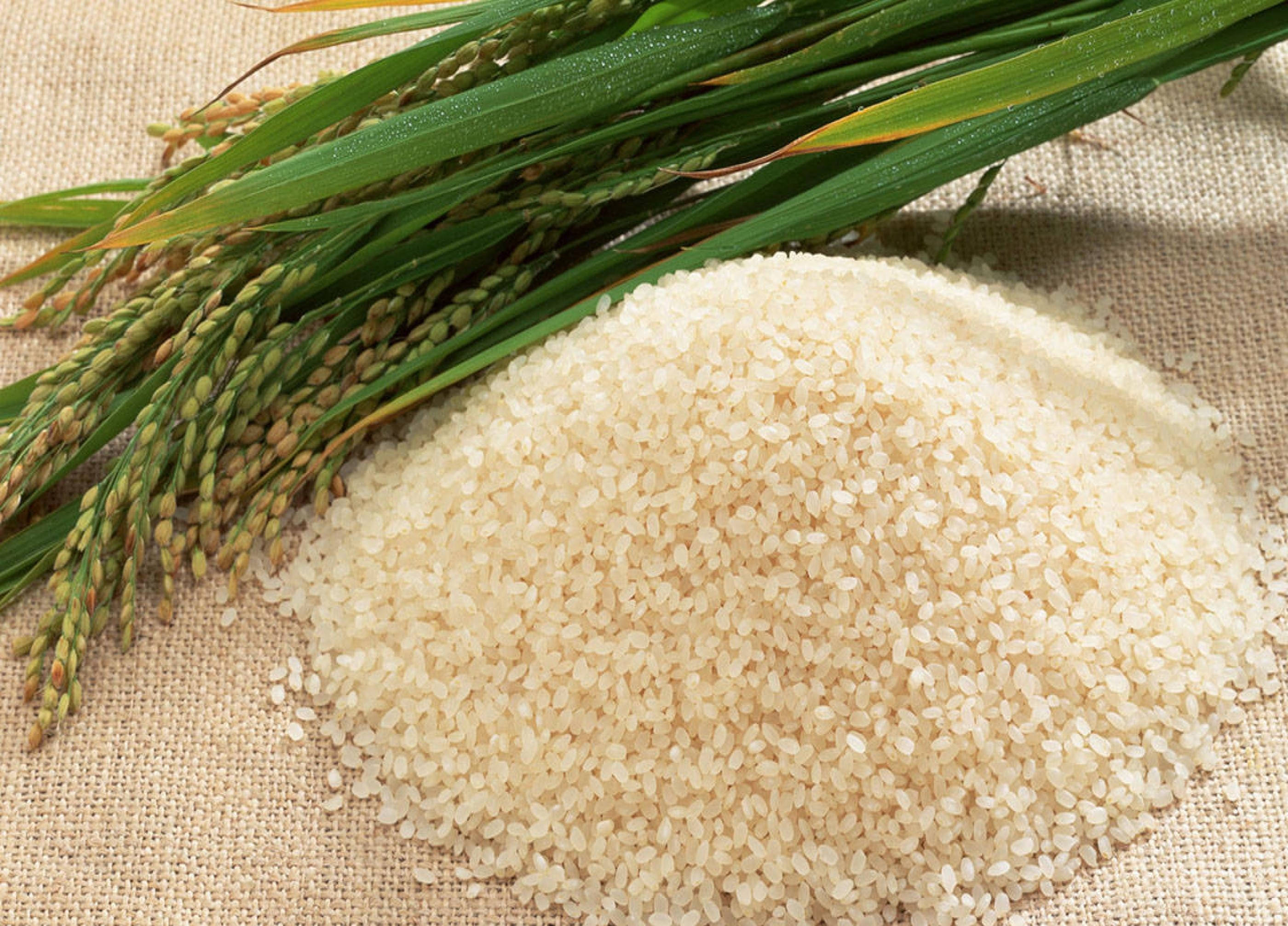 white rice, green rice stalks, burlap surface, 2K Desktop Wallpaper