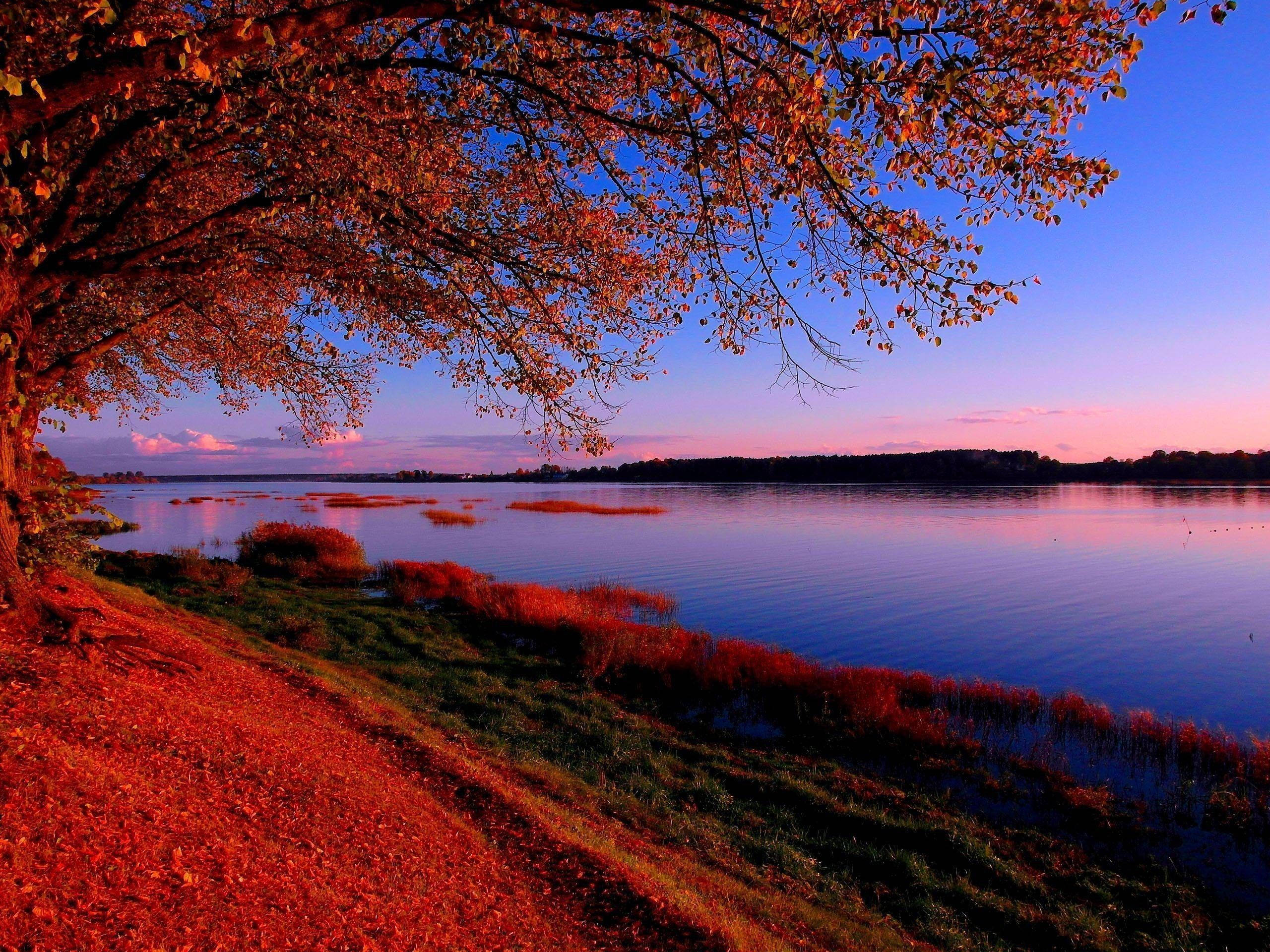 Riga, autumn tree, fiery red leaves, 2K Desktop Wallpaper