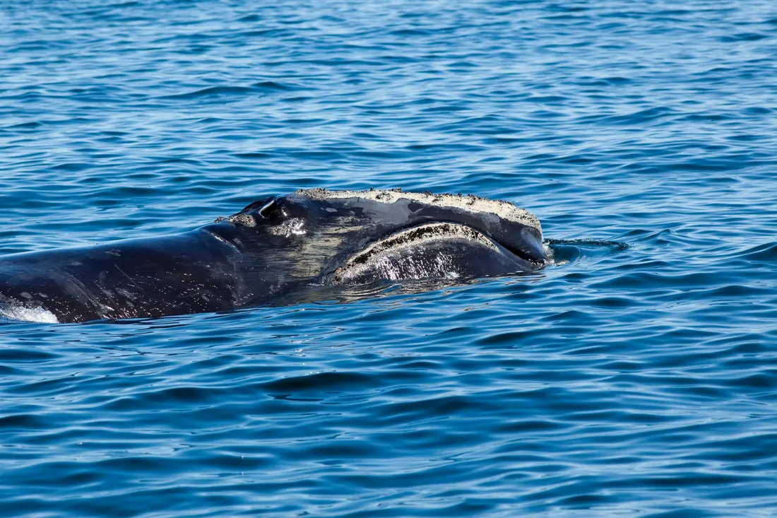 Right Whale