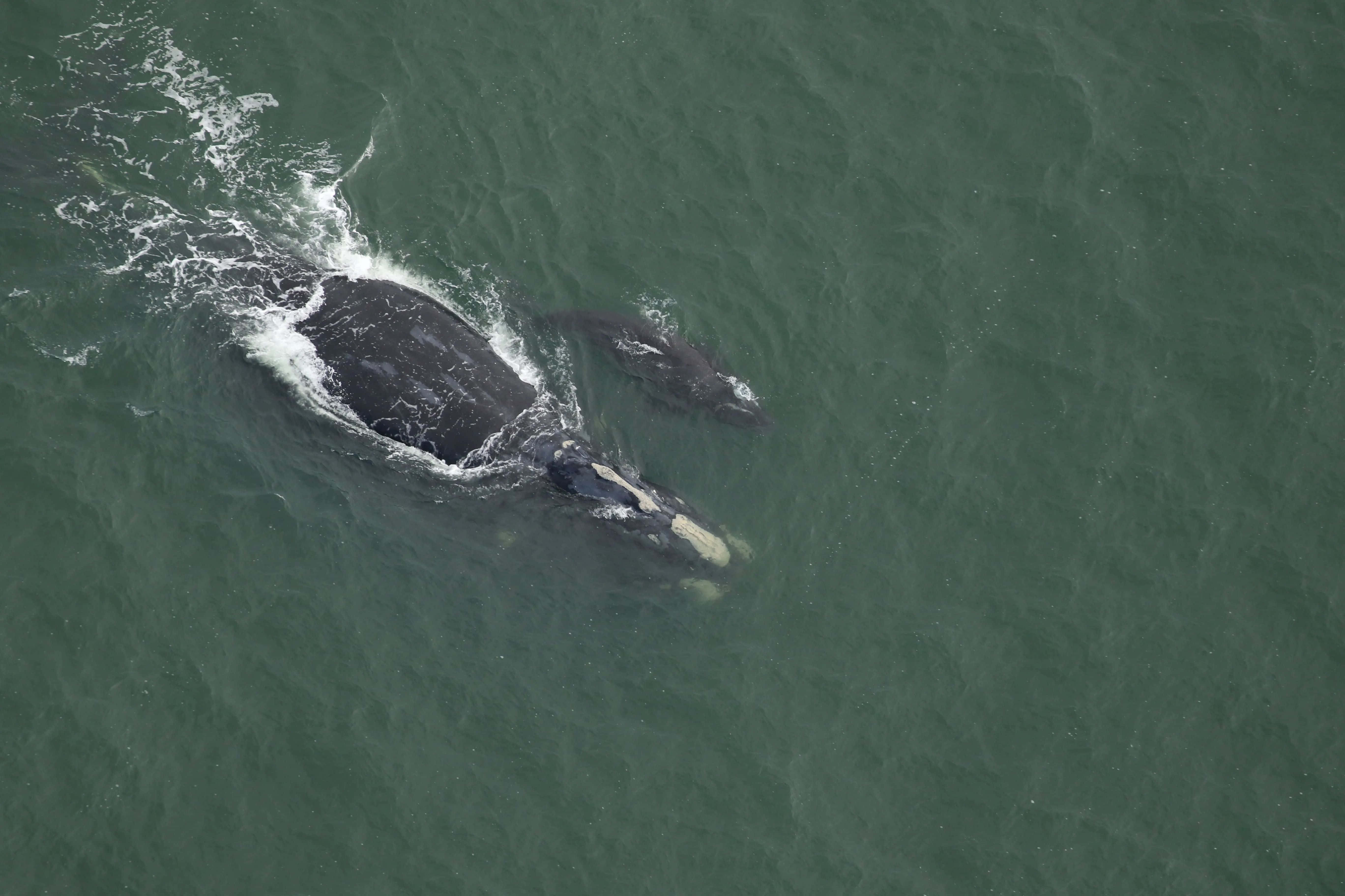right whale, calf, aerial view, 5K Desktop Wallpaper