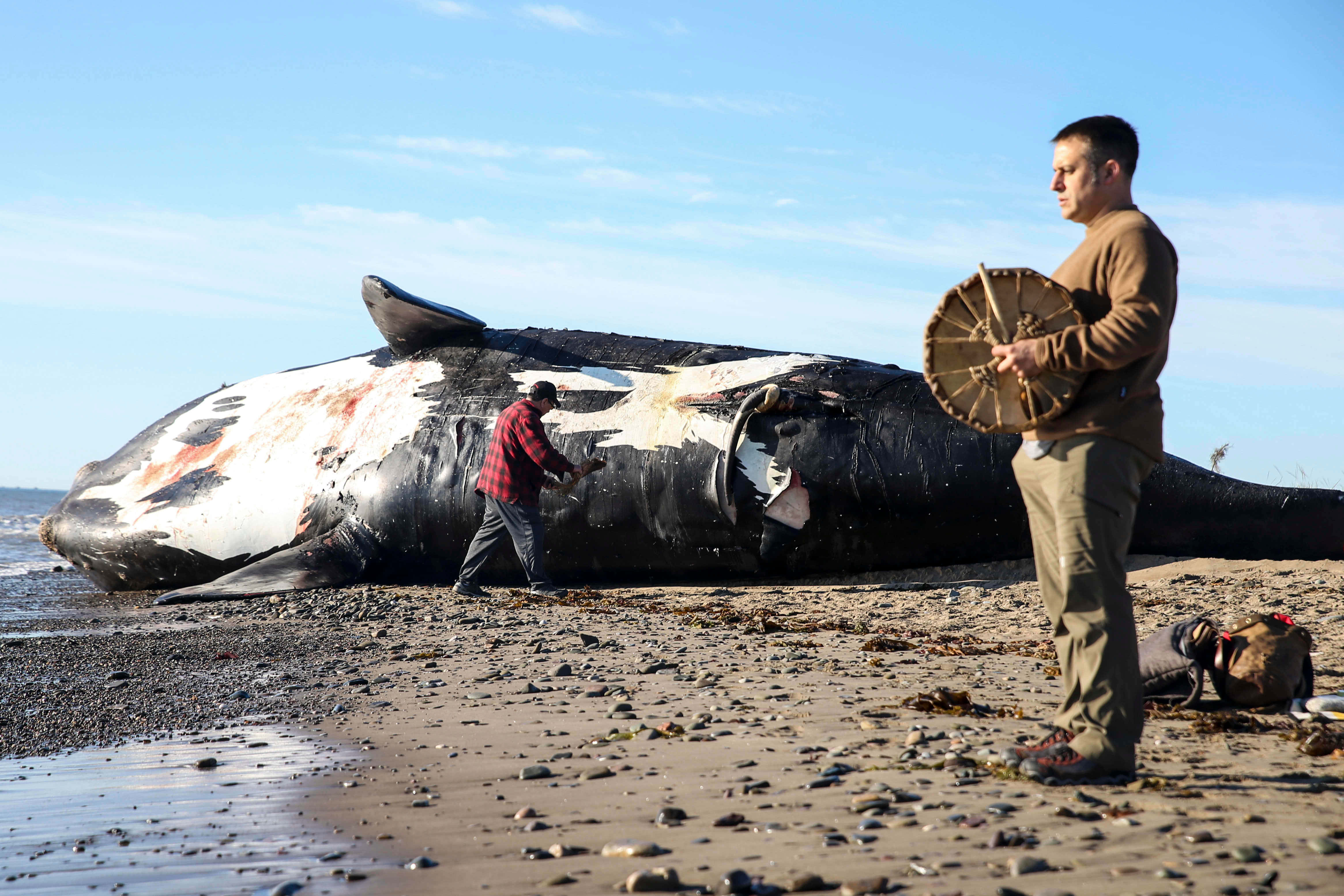 beached right whale, rocky shore, clear blue sky, 4K Desktop Wallpaper