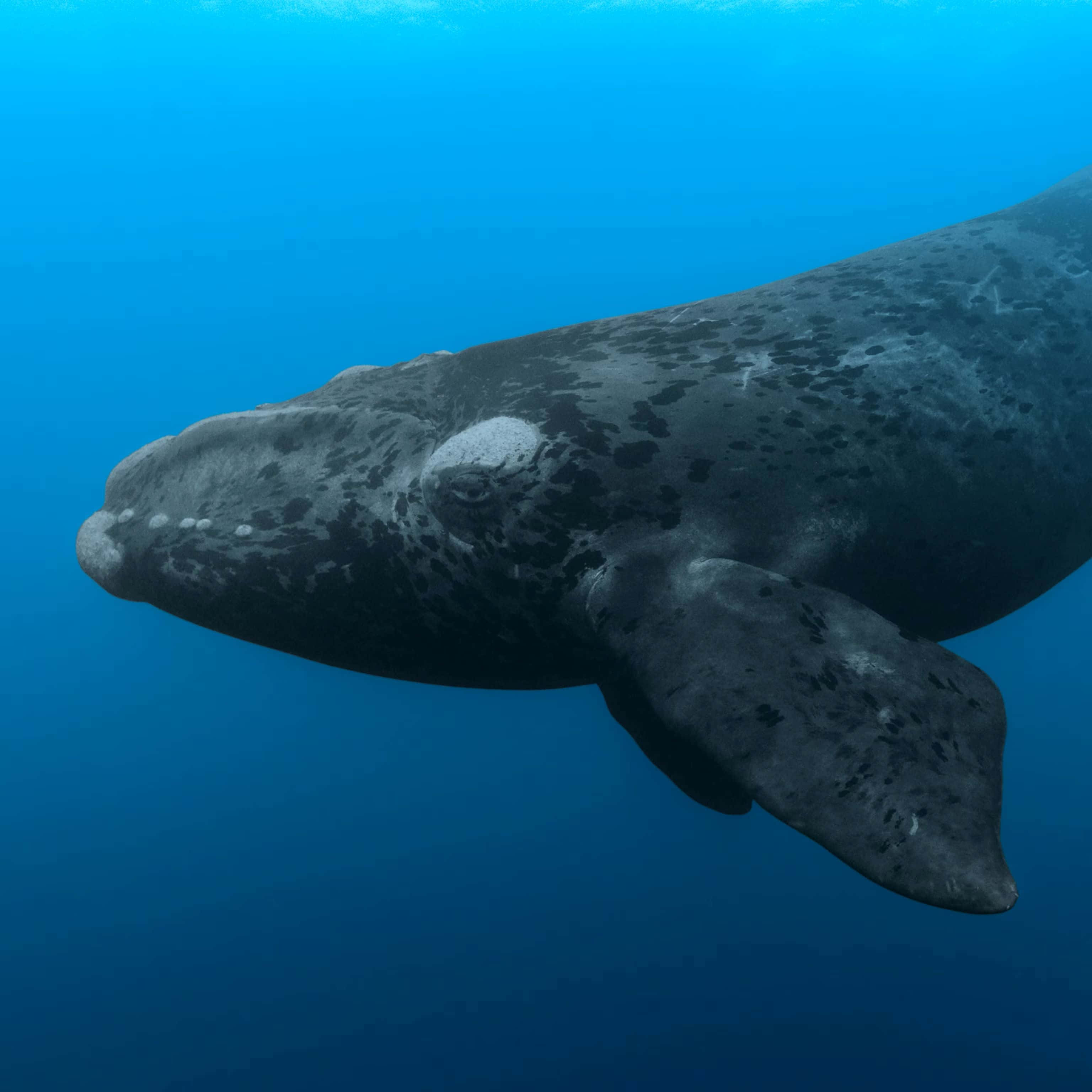 Right Whale, underwater portrait, gray whale, 2K Desktop Wallpaper