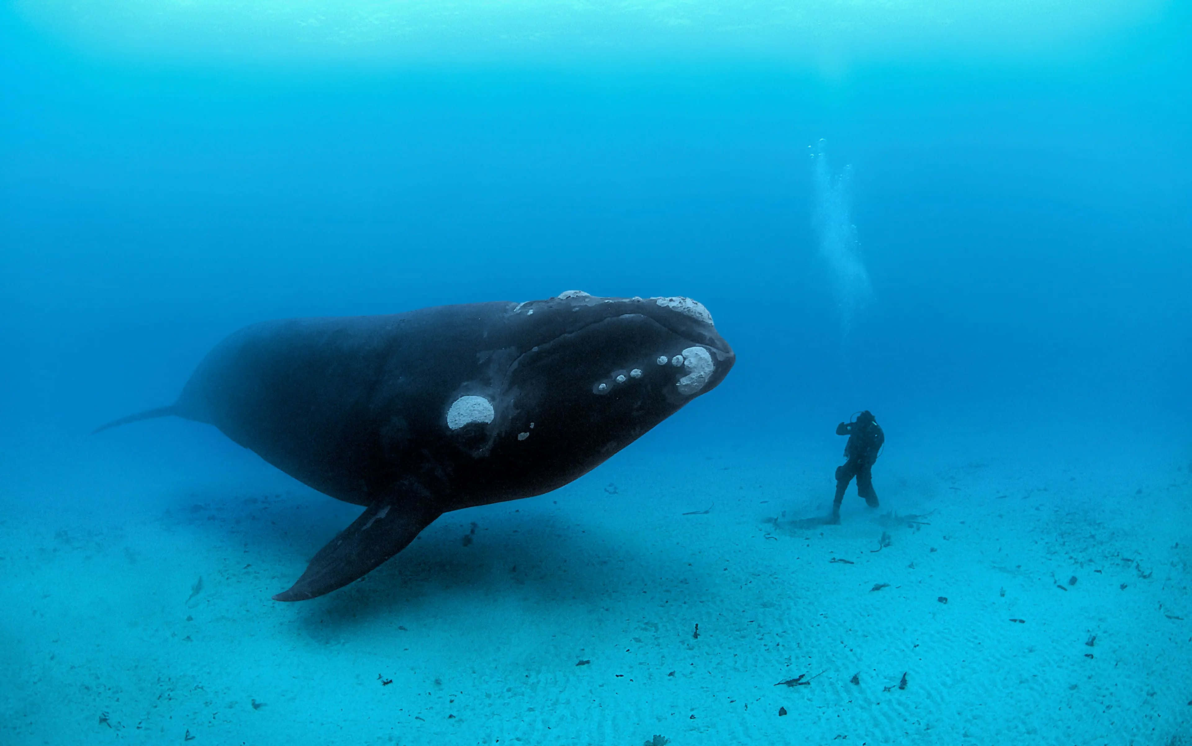 right whale, diver, underwater, 4K Desktop Wallpaper