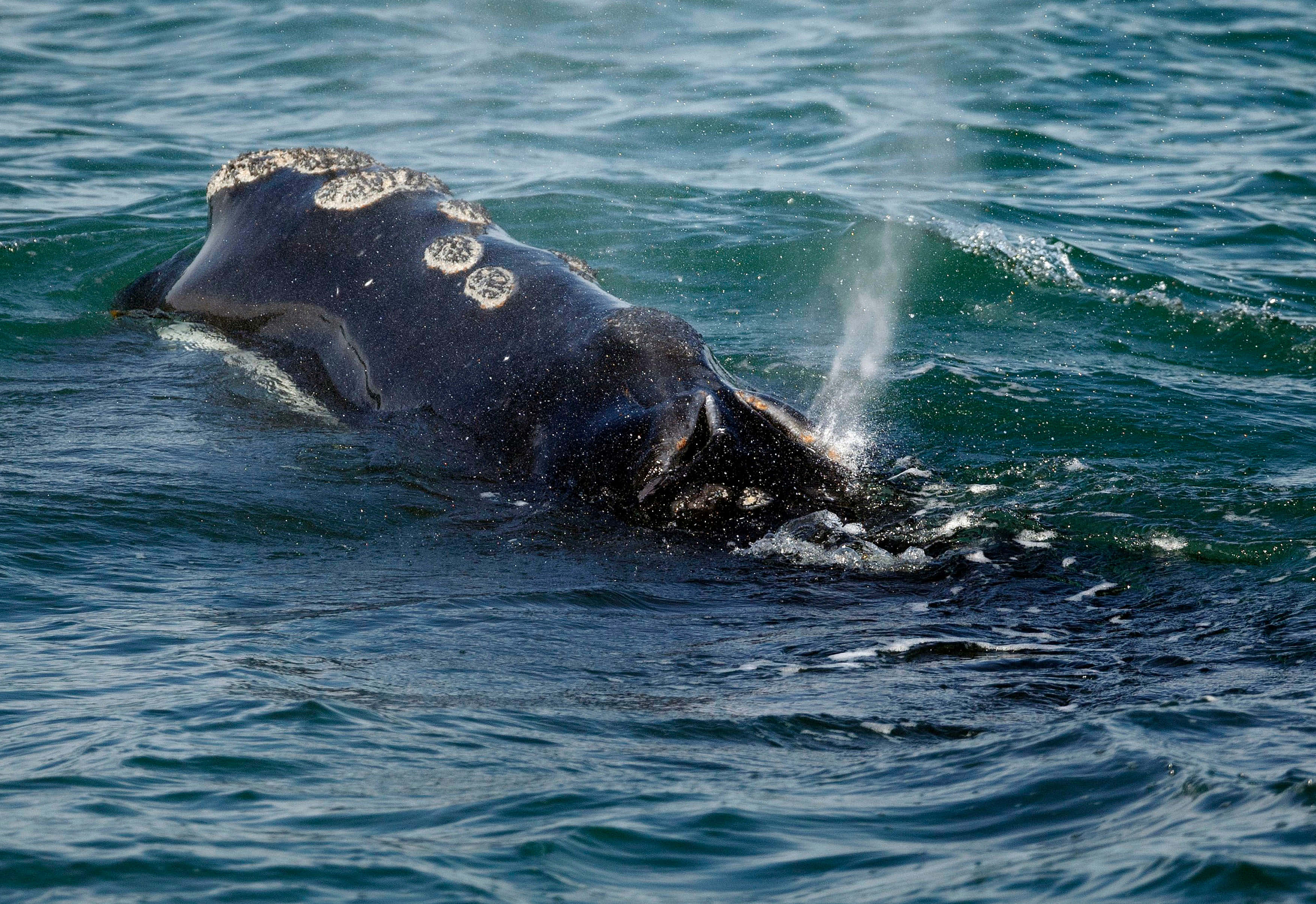 Right Whale, black whale, white barnacles, 2K Desktop Wallpaper