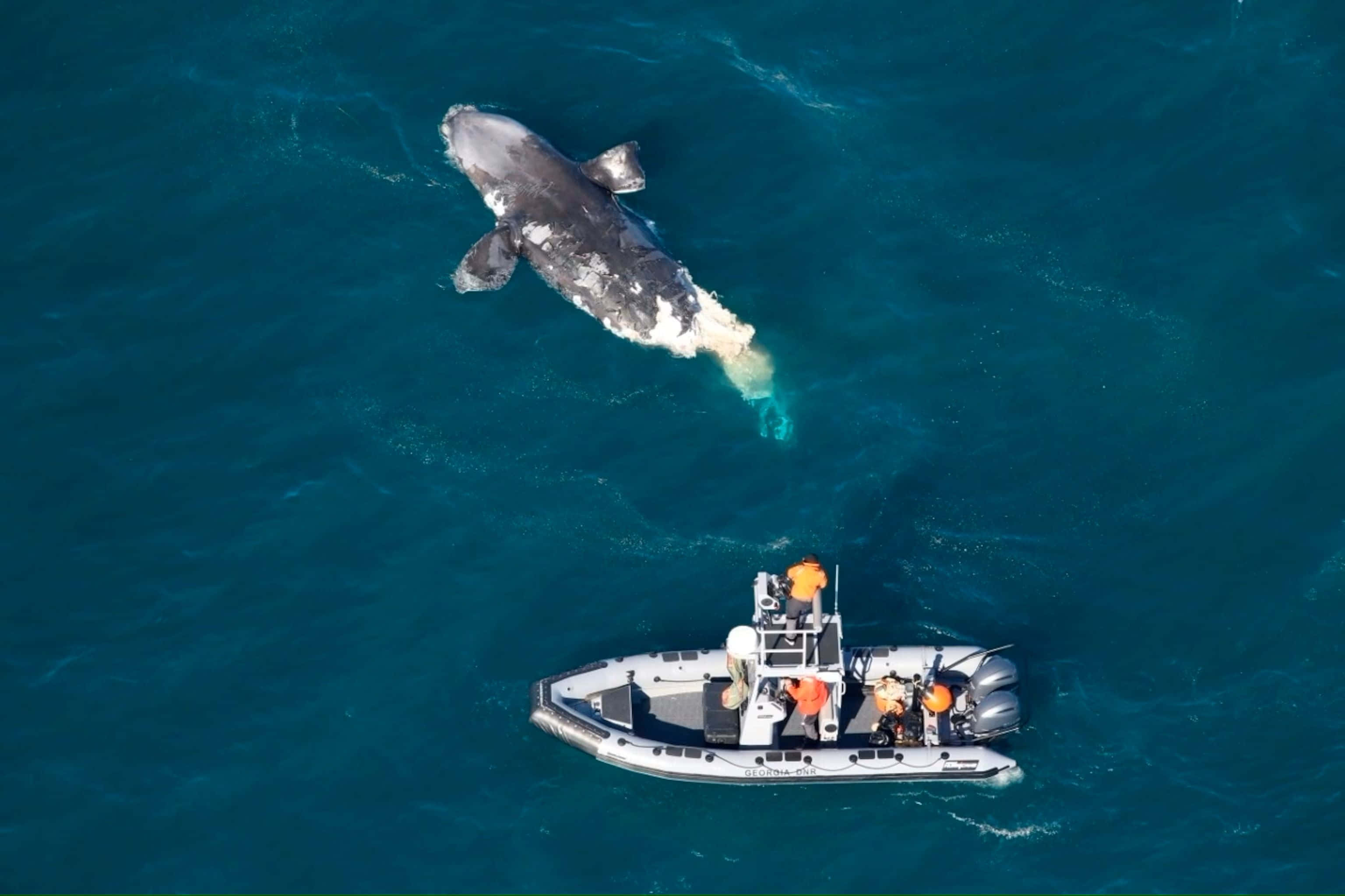 Right Whale, research vessel, aerial view, 2K Desktop Wallpaper