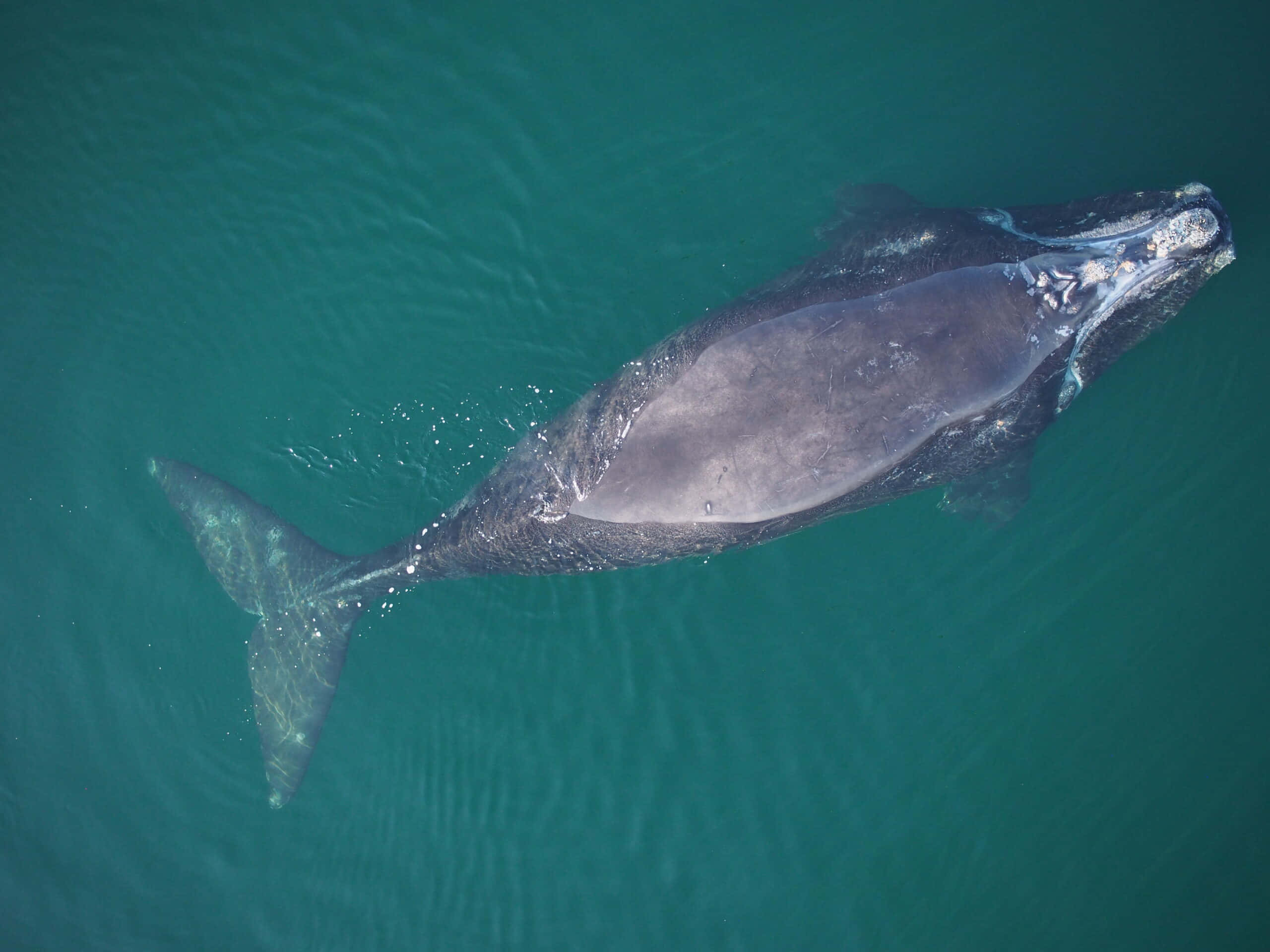 Right Whale, aerial view, gray whale, 2K Desktop Wallpaper