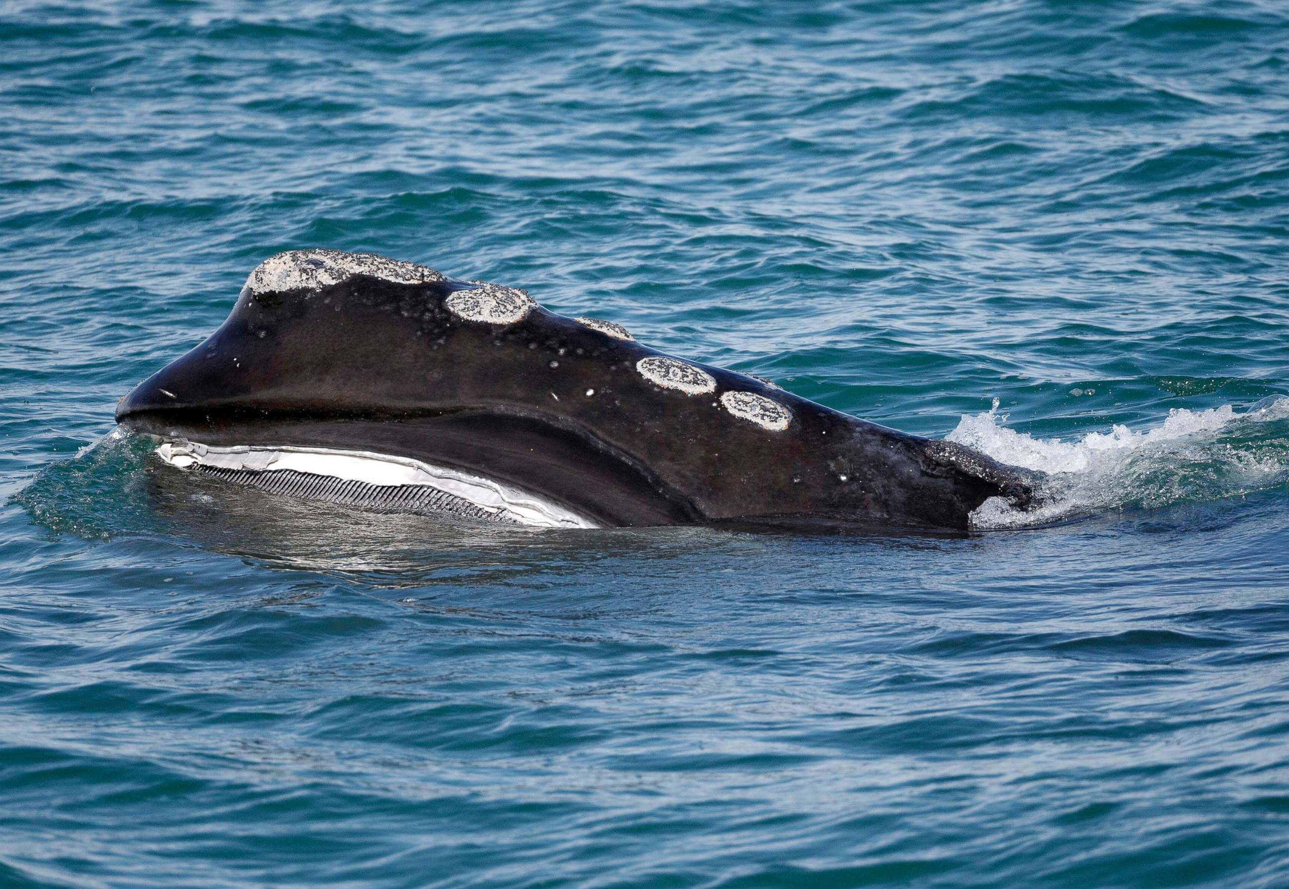 Right Whale, turquoise waters, callosities, 2K Desktop Wallpaper