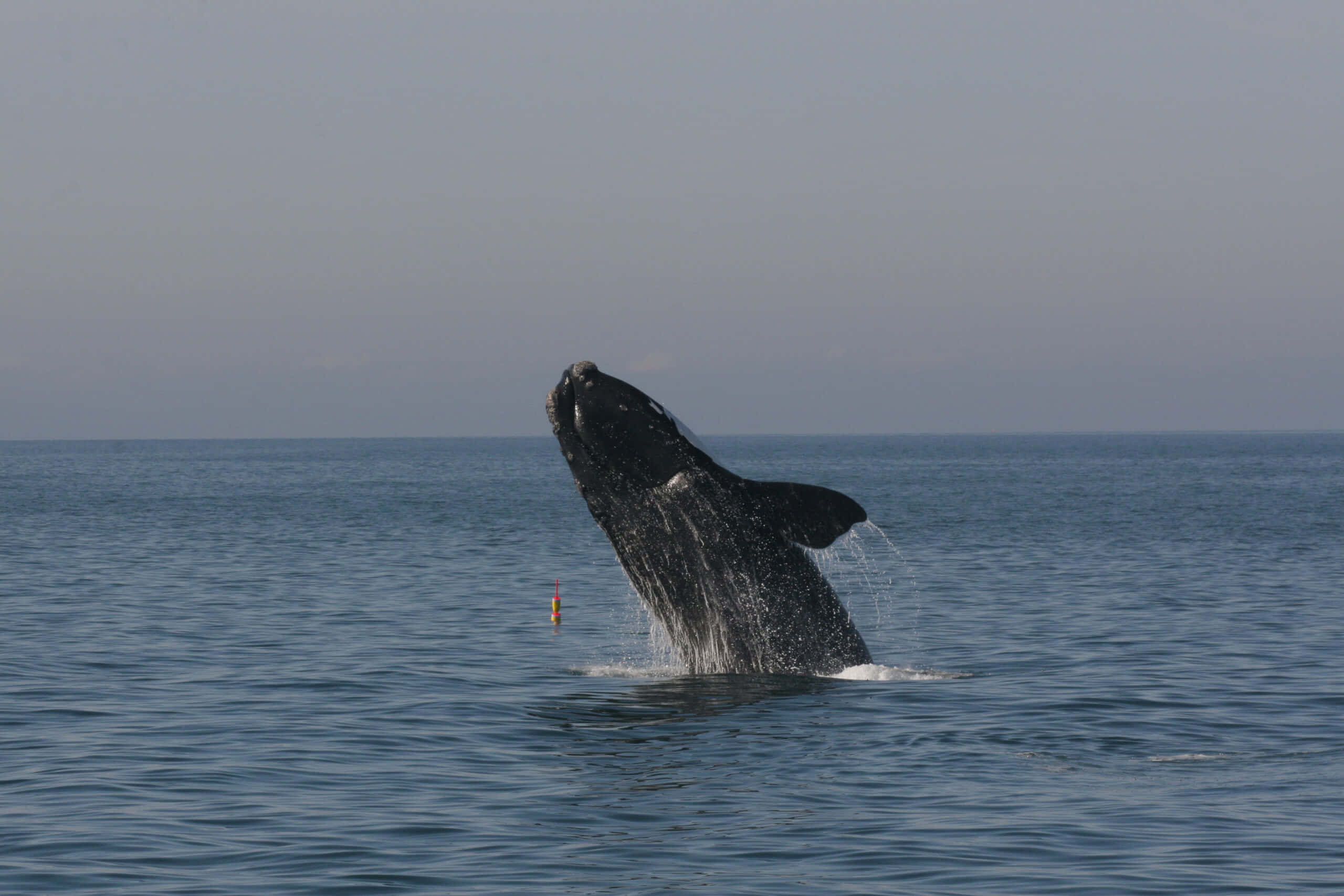 right whale, breaching, calm blue ocean water, 2K Desktop Wallpaper