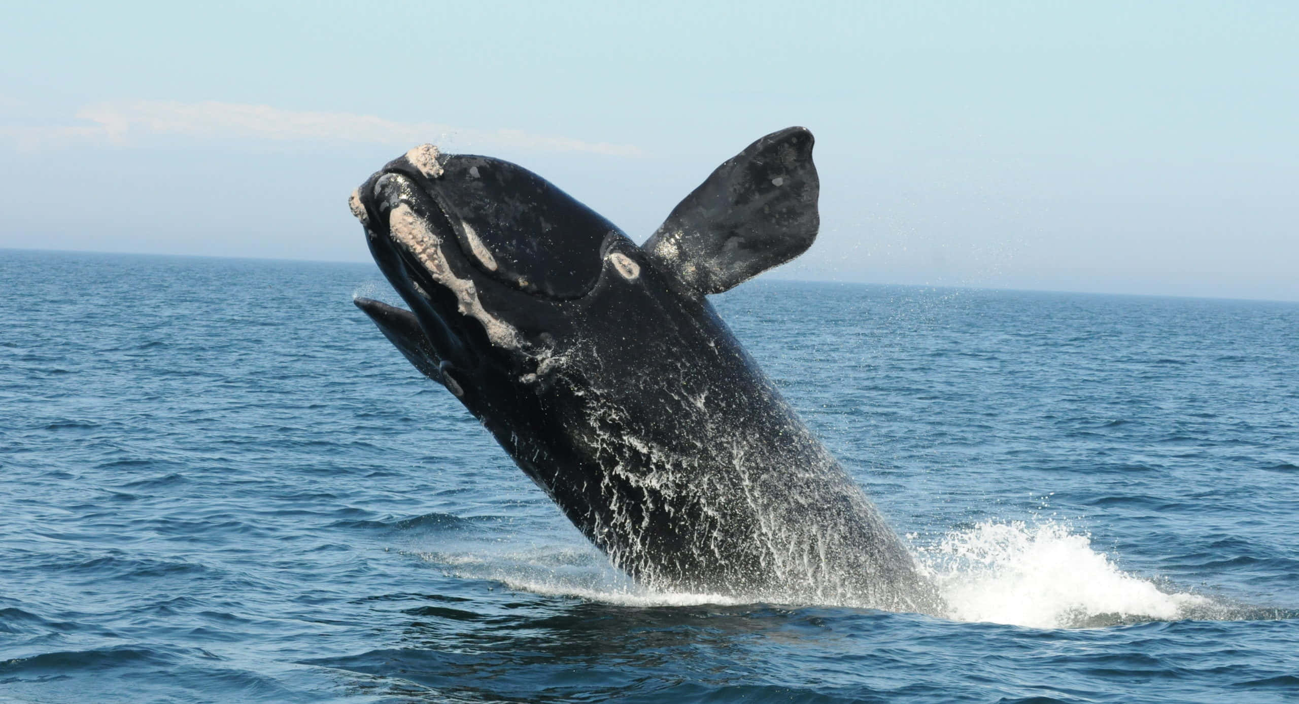 Right Whale, deep blue ocean, splash, 2K Desktop Wallpaper