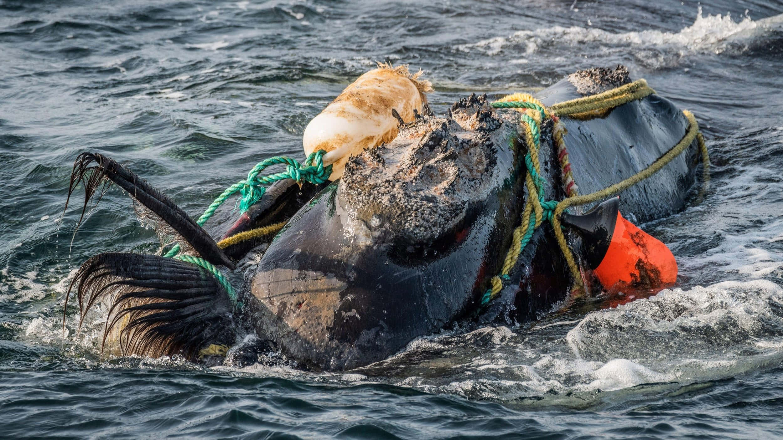 Right Whale, ropes, bright orange buoys, Full HD Desktop Wallpaper