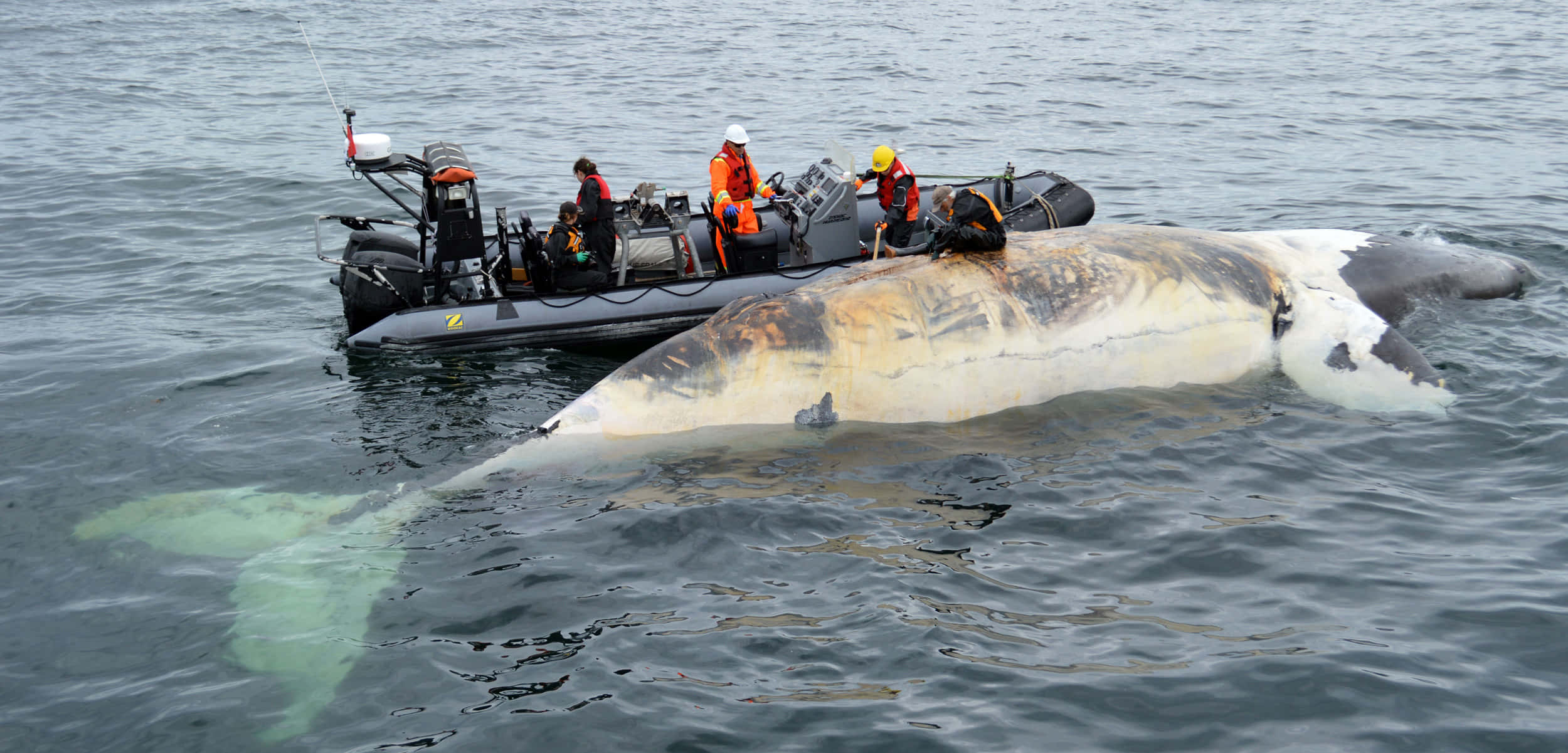 Right Whale, calm gray water, black inflatable boat, Full HD Desktop Wallpaper