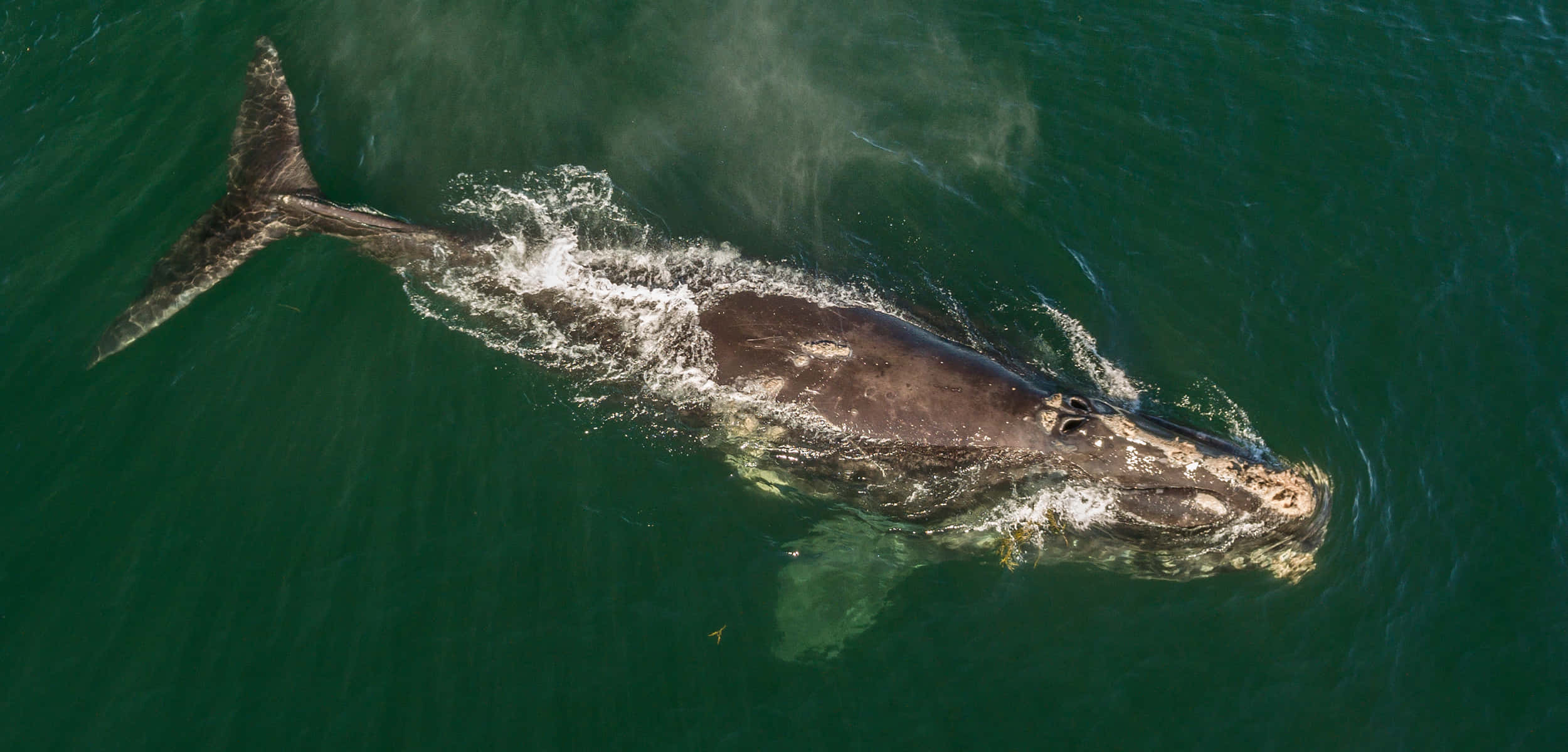 Right Whale, aerial view, emerald green ocean, Full HD Desktop Wallpaper