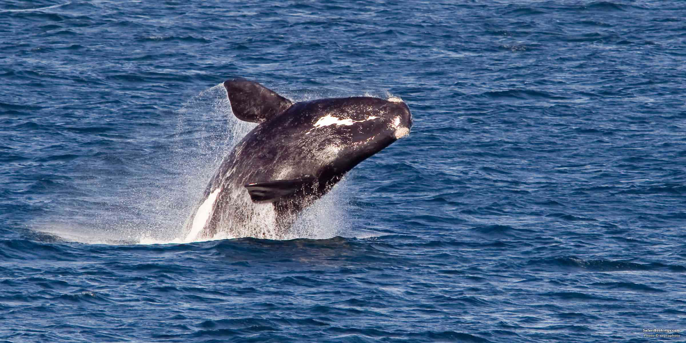 Right Whale, blue ocean, black and white whale, Full HD Desktop Wallpaper
