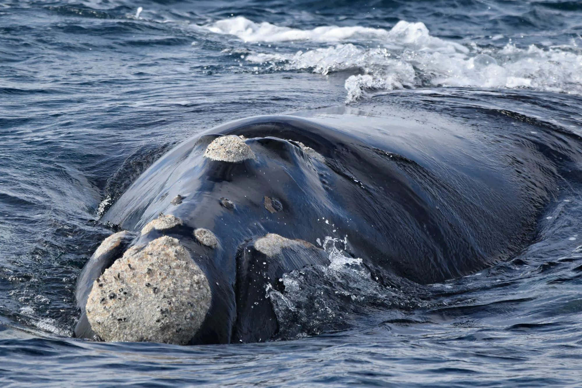 Right Whale, deep blue ocean water, massive dark body, Full HD Desktop Wallpaper