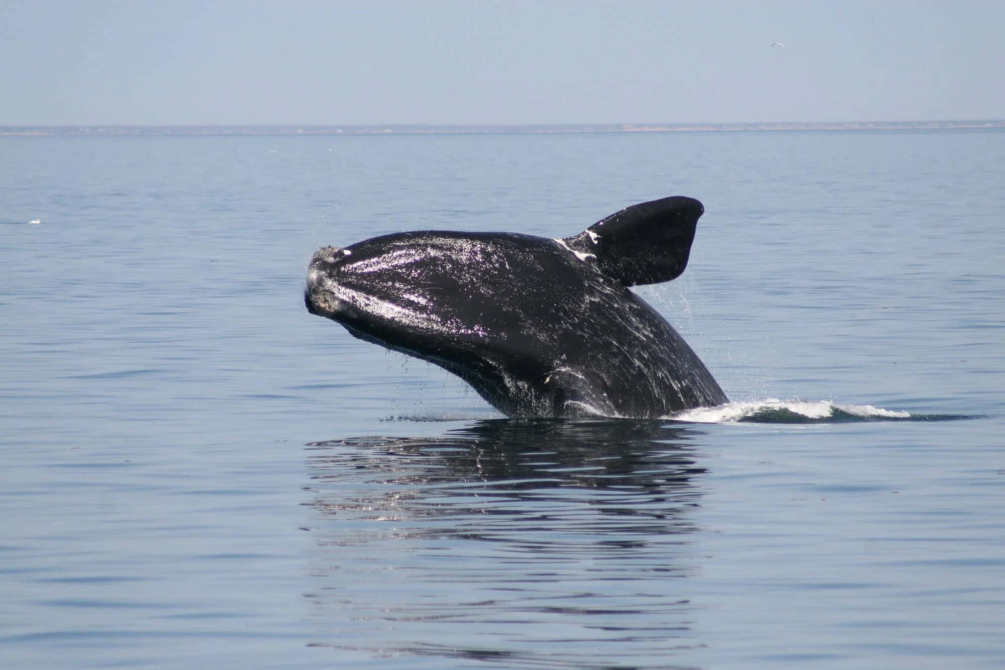 right whale, breaching, calm blue ocean, Full HD Desktop Wallpaper