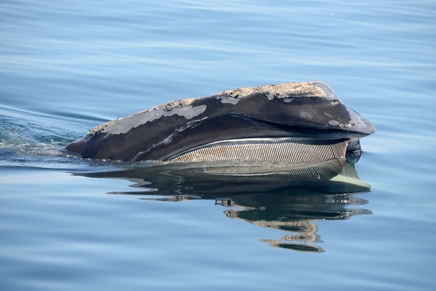Right Whale, baleen plates, textured skin, HD Desktop Wallpaper