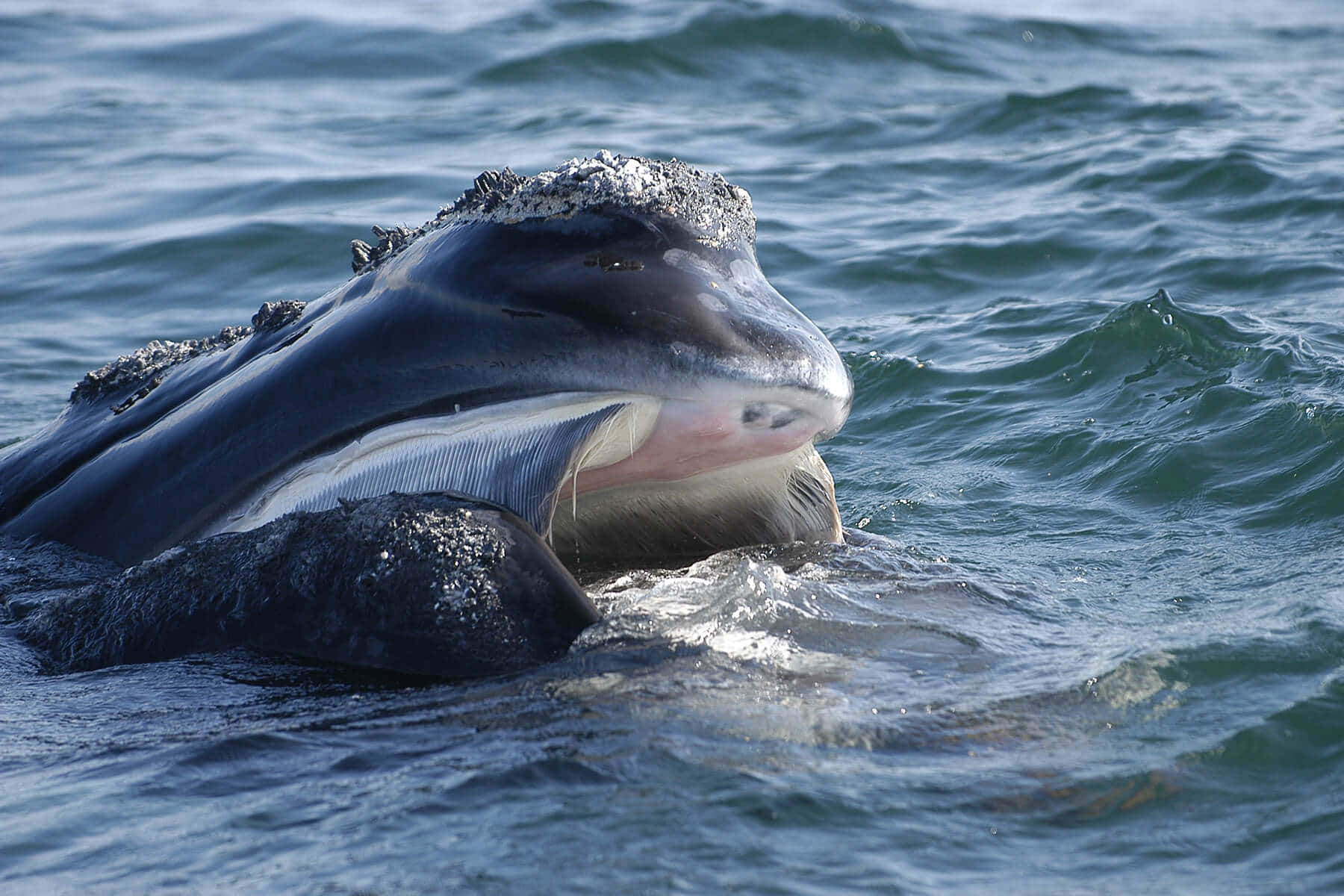 Right Whale, baleen plates, clear blue ocean water, HD Desktop Wallpaper